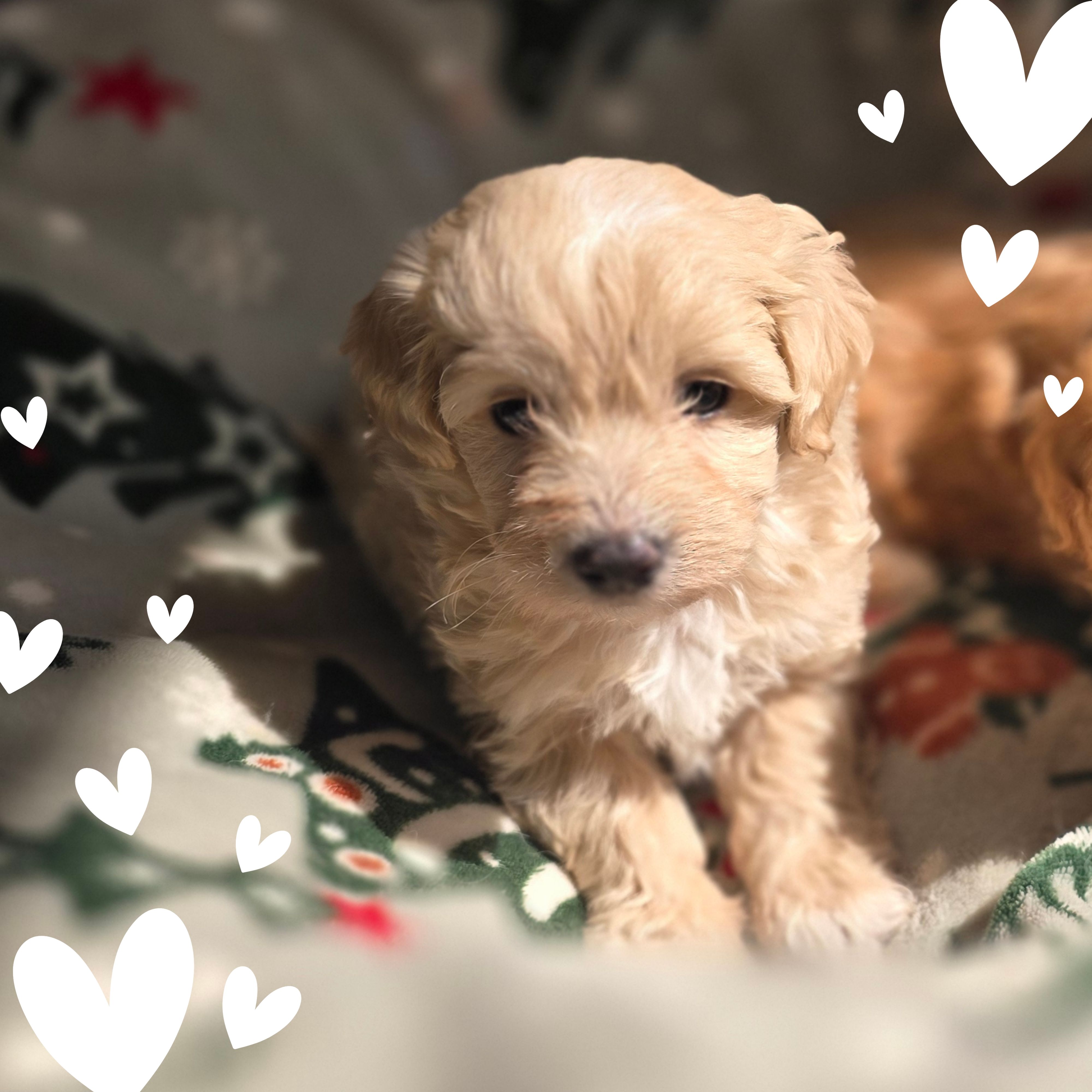 Miso2red – Maltipoo puppy for sale in Littlerock, CA