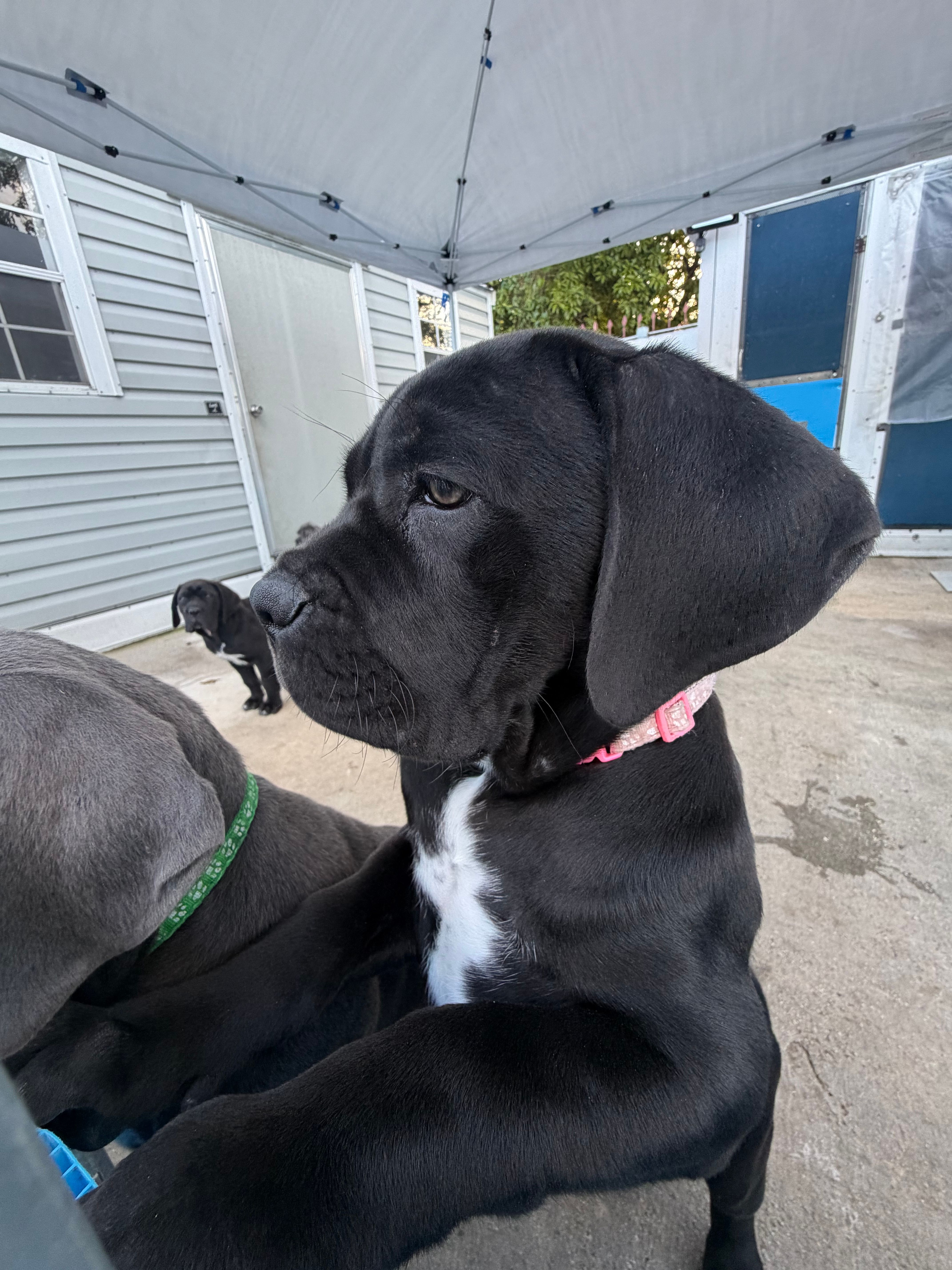 Cane Corso Female Black  – Cane Corso puppy for sale in Miami, FL