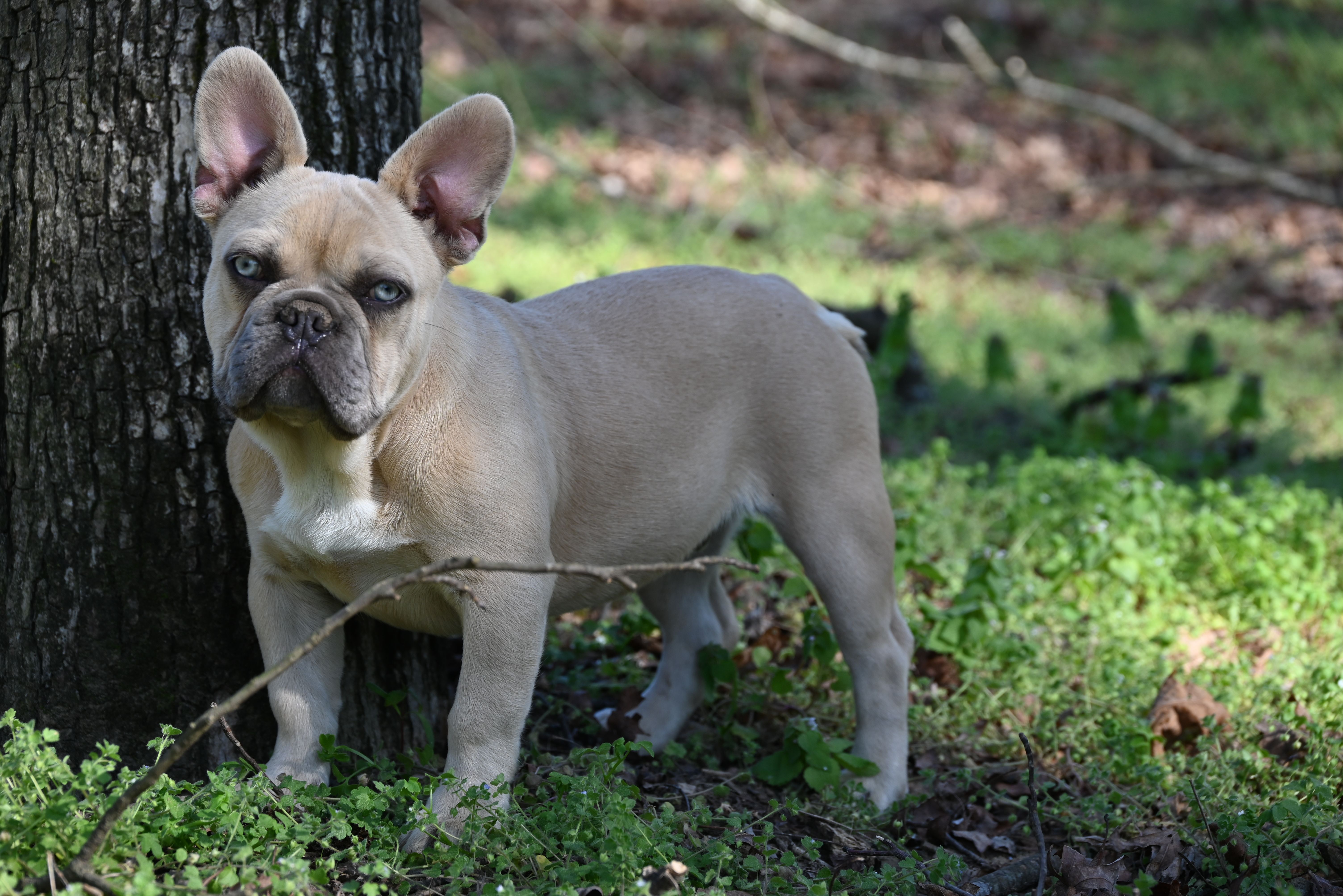 Flint – French Bulldog puppy for sale in Baileyton, AL