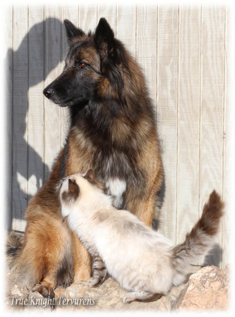 Ninja's Pink Girl S – Belgian Shepherd Dog puppy for sale in Springfield, MO