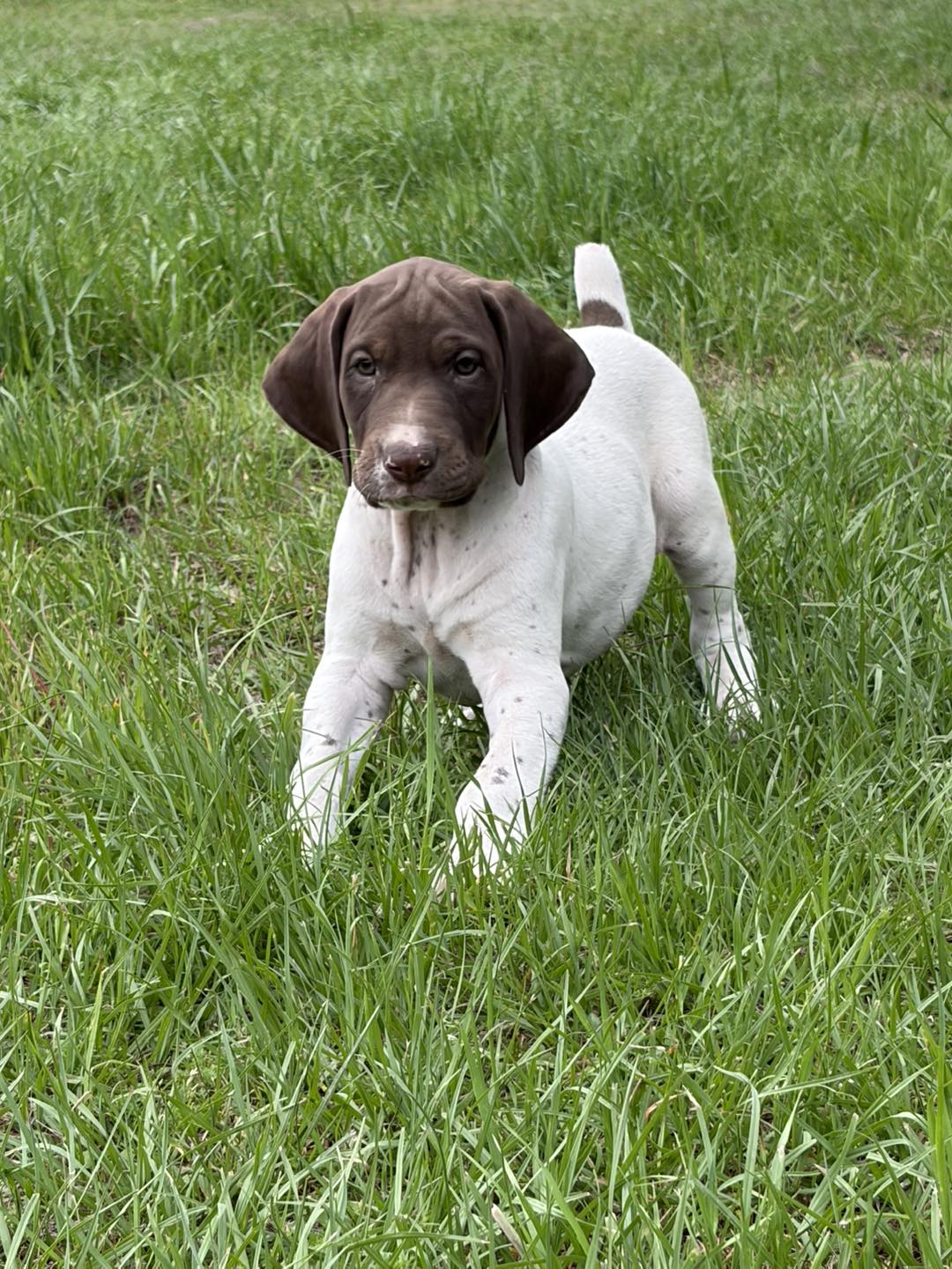 L&W Patch11 – German Shorthaired Pointer puppy for sale in Lufkin, TX