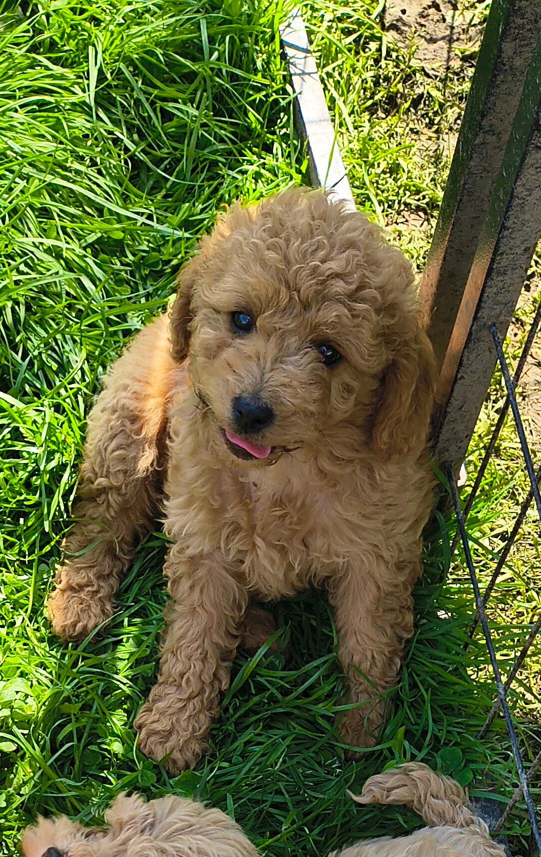 Trudy – Cavapoo puppy for sale in Windsor, NY