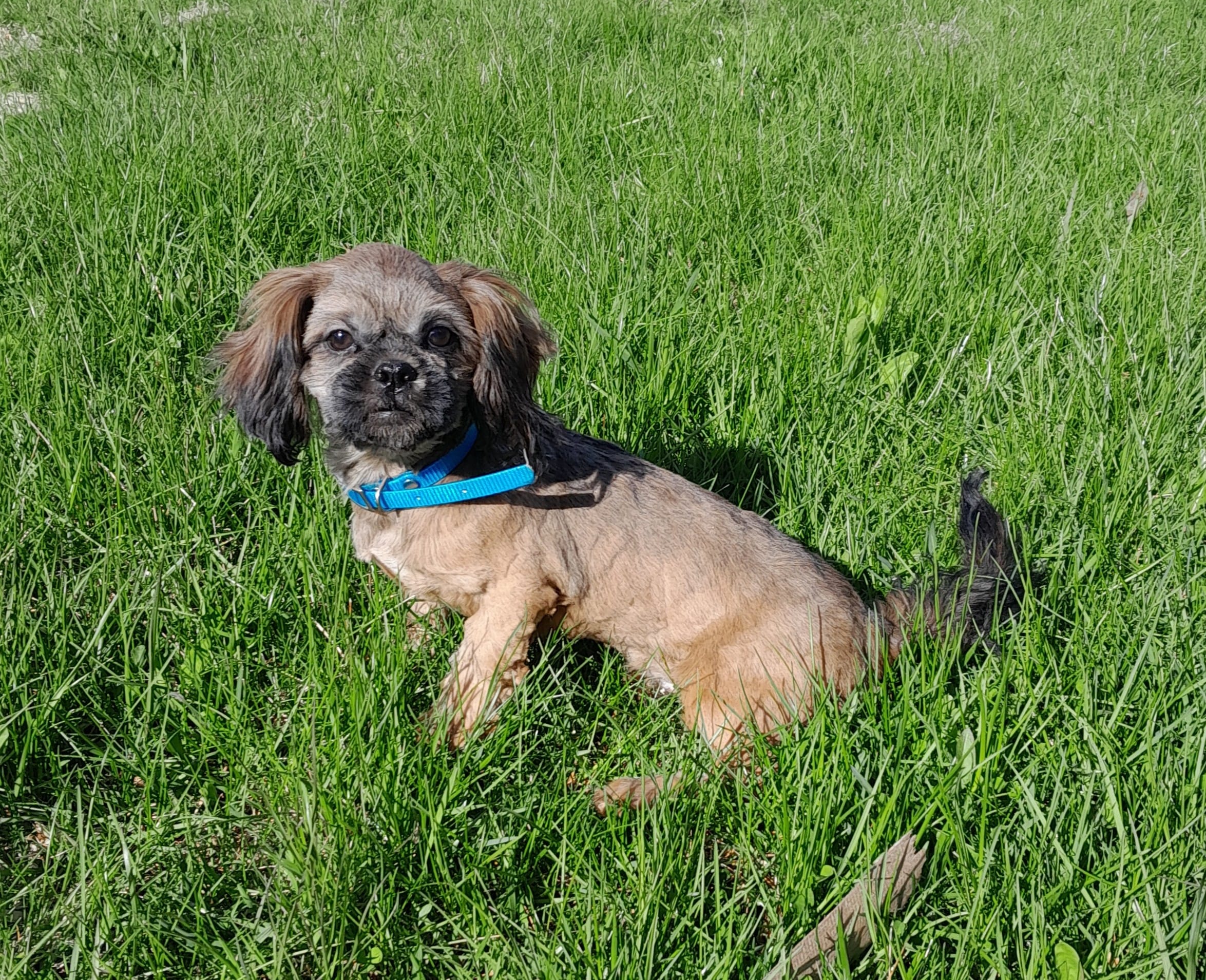 Kaleb – Shih Tzu puppy for sale in Stratford, WI