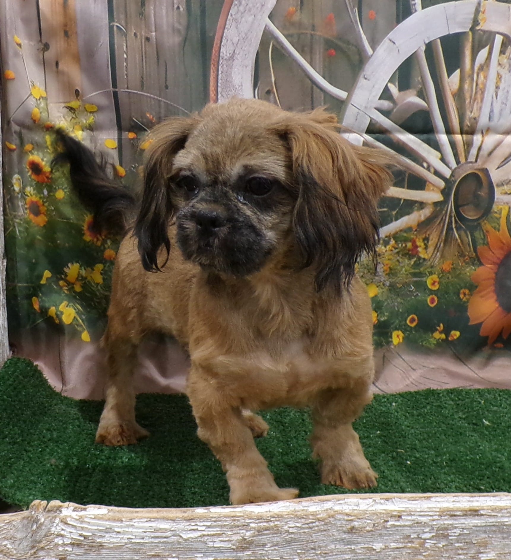 Kaleb – Shih Tzu puppy for sale in Stratford, WI