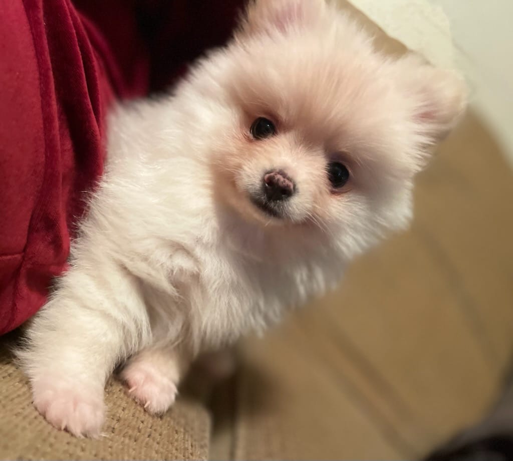 Po – Pomeranian puppy for sale in Westwego, LA