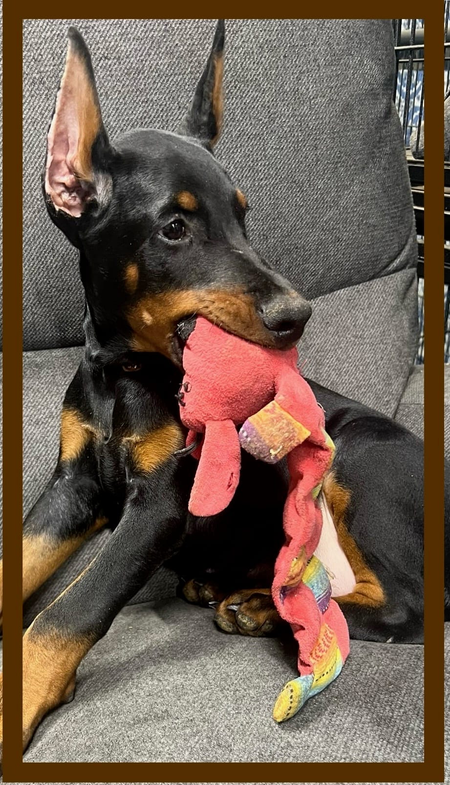 Brown – Doberman Pinscher puppy for sale in Ava, MO