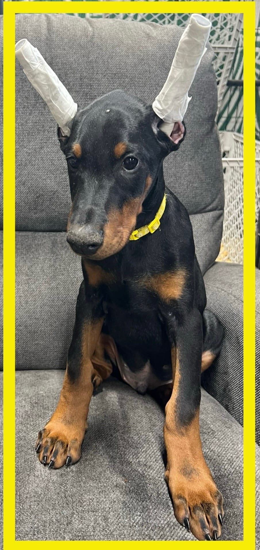YELLA  – Doberman Pinscher puppy for sale in Ava, MO