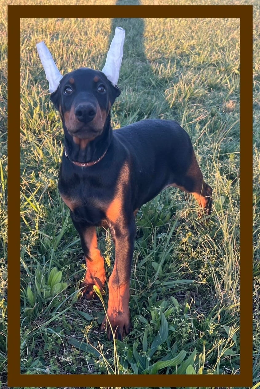 Brown – Doberman Pinscher puppy for sale in Ava, MO