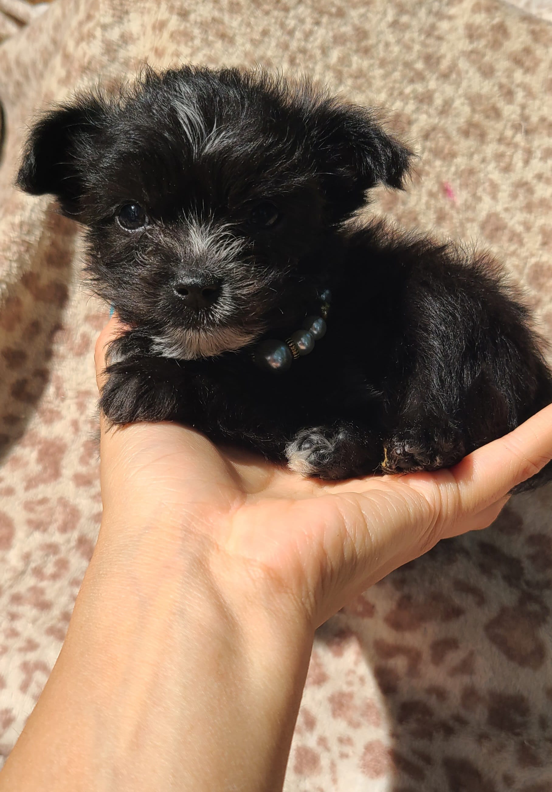 Mimi – Papillon, Morkie puppy for sale in Pickens, SC