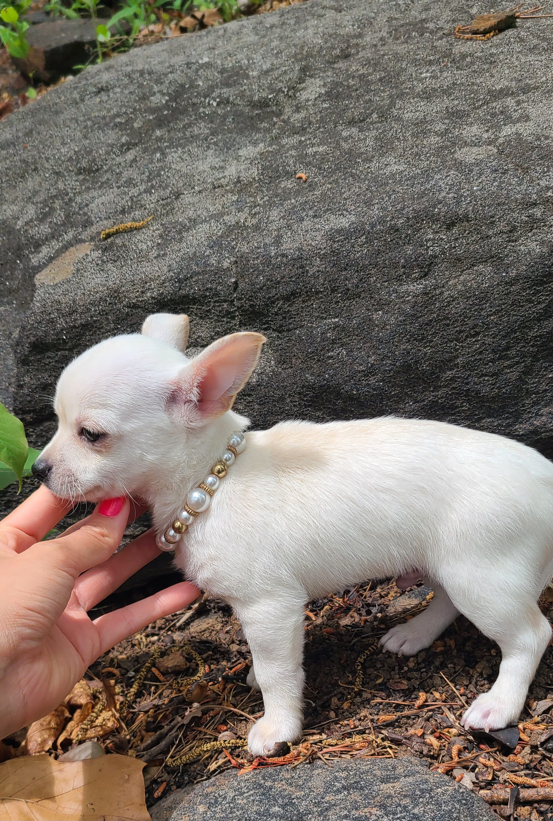 Little Prince – Chihuahua puppy for sale in Pickens, SC