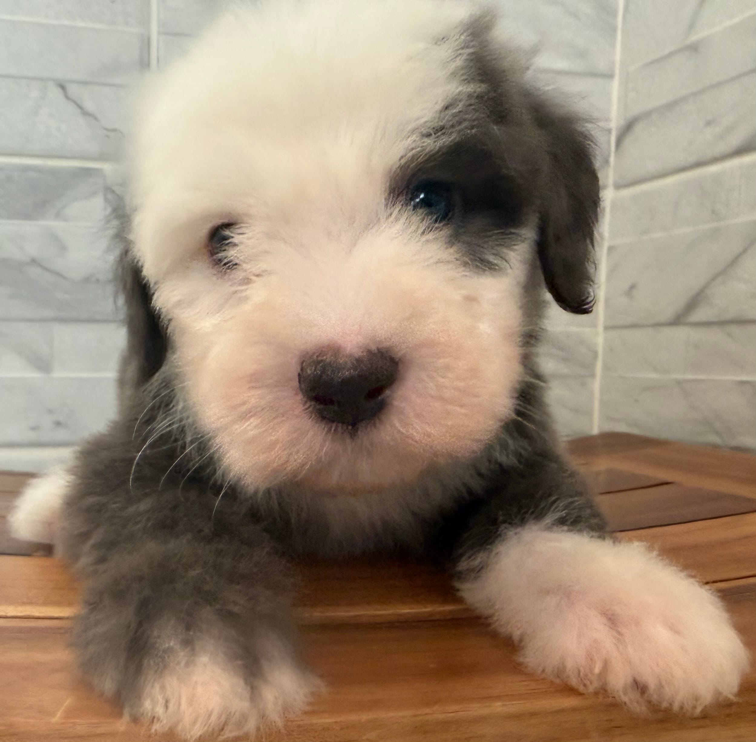Leo  AKC – Old English Sheepdog puppy for sale in Menifee, CA