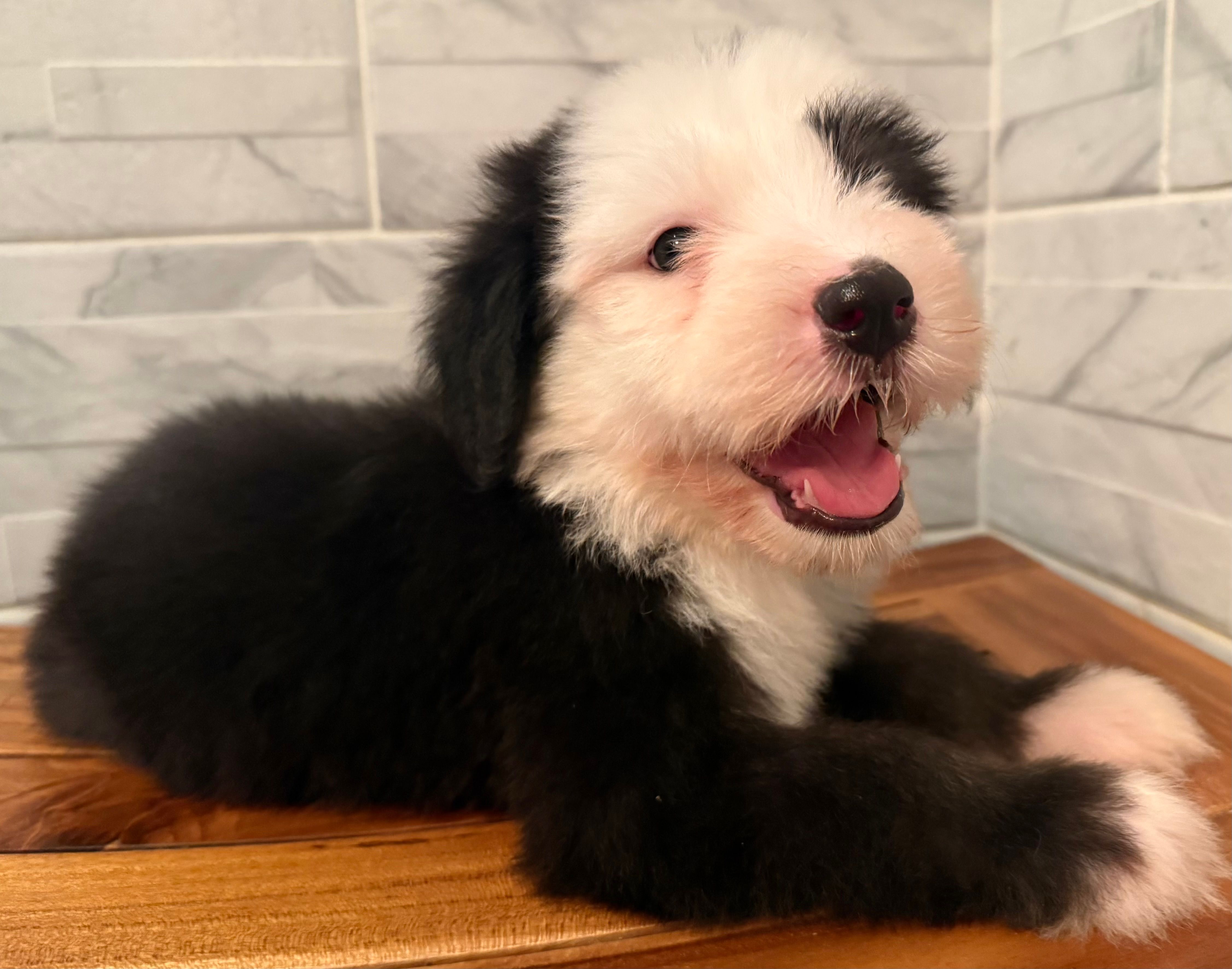 Wendell  AKC – Old English Sheepdog puppy for sale in Menifee, CA