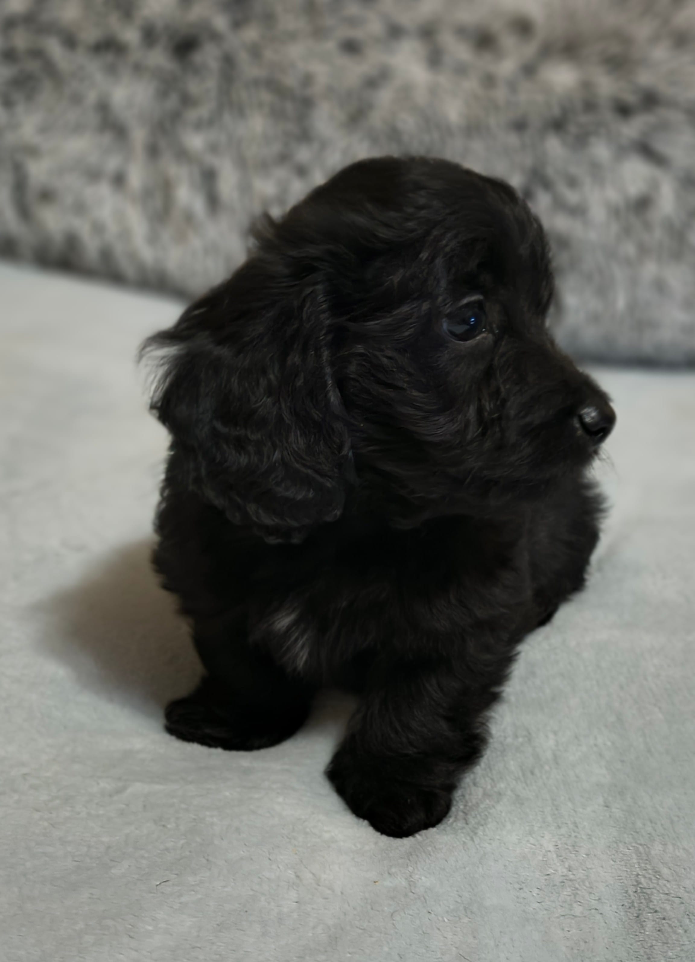 Poncho  – Doxiepoo puppy for sale in Pawnee, OK