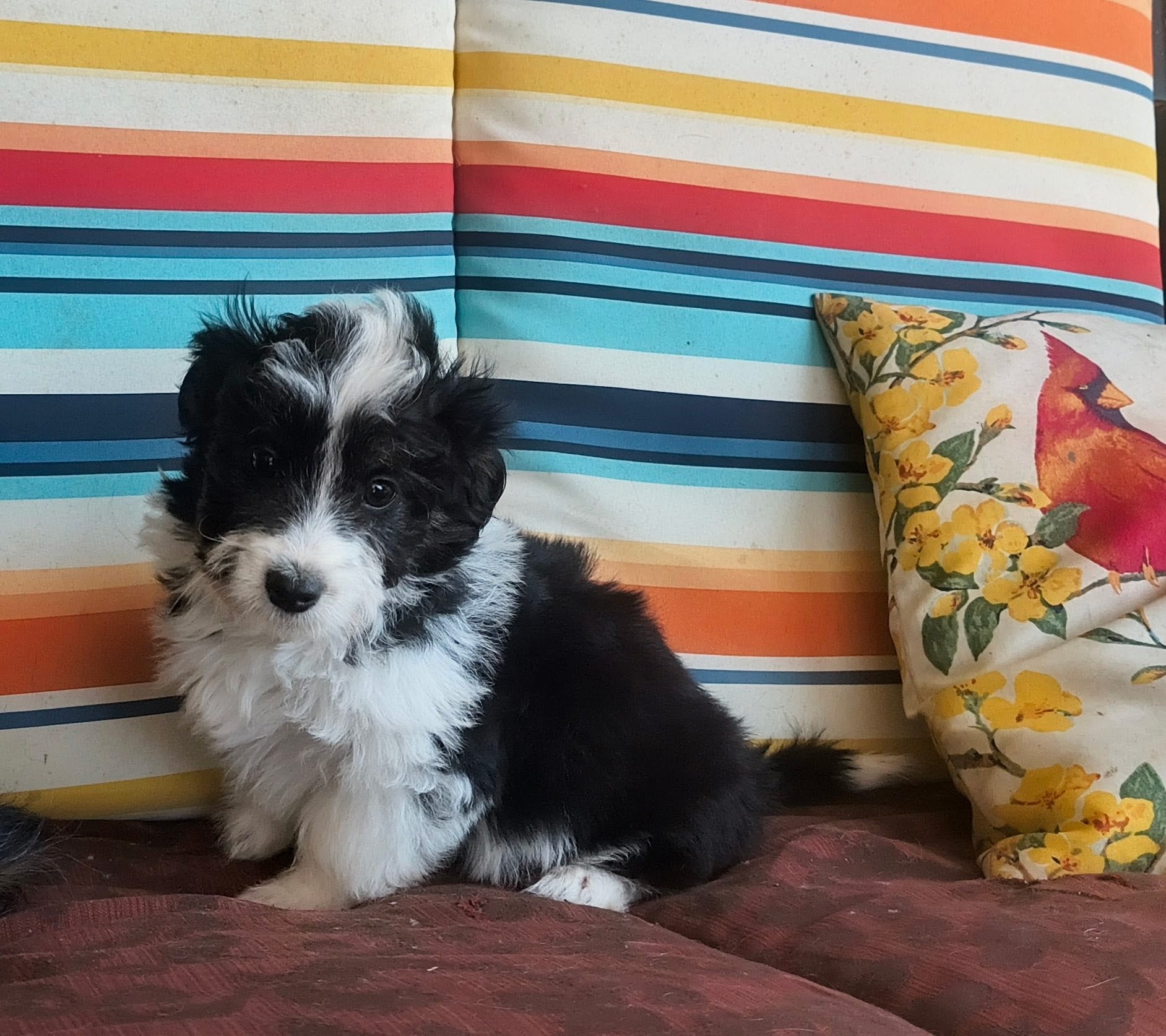 Sticks – Miniature Aussiedoodle puppy for sale in Pawnee, OK