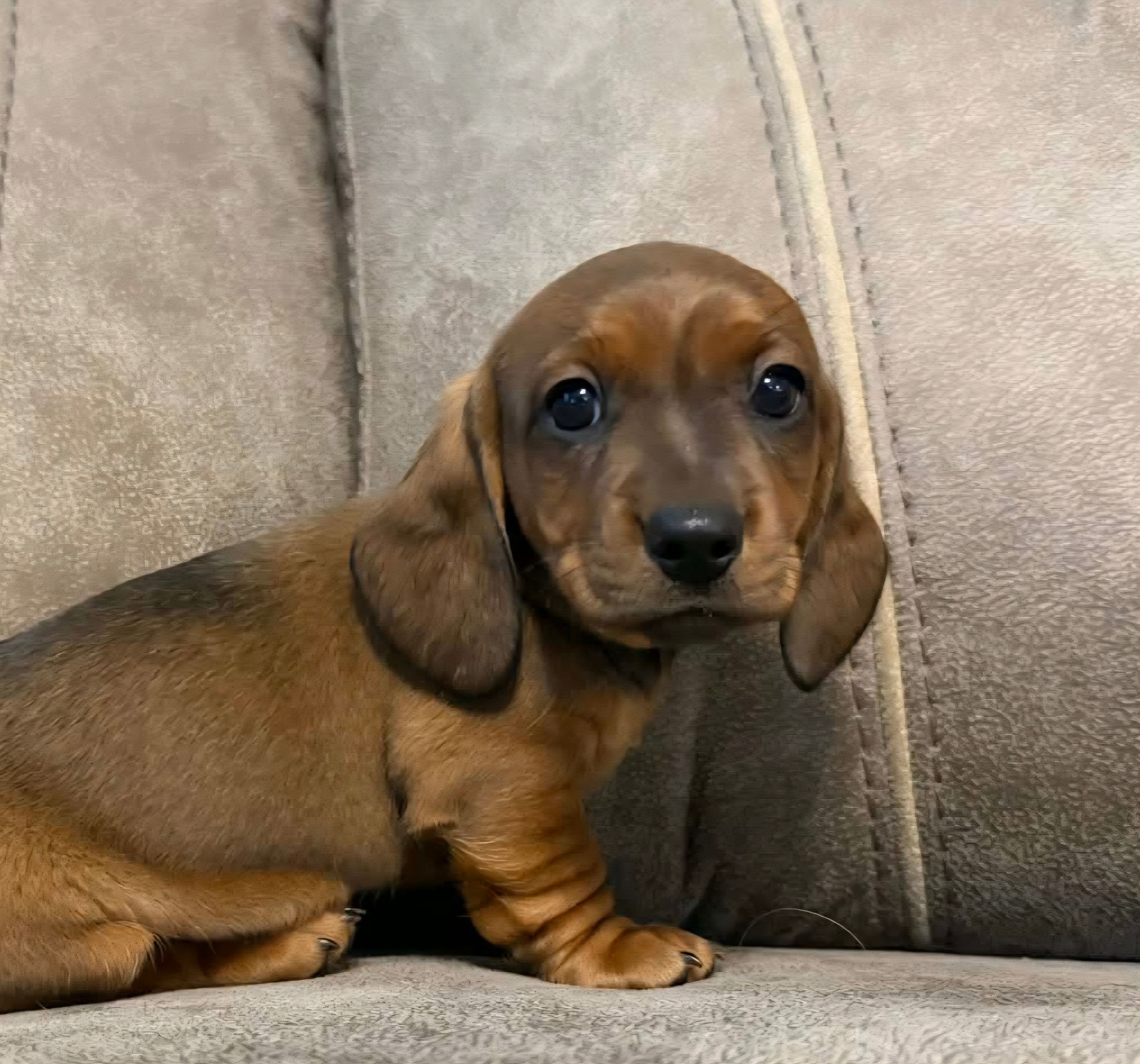 Ol' Red – Miniature Dachshund puppy for sale in Pawnee, OK