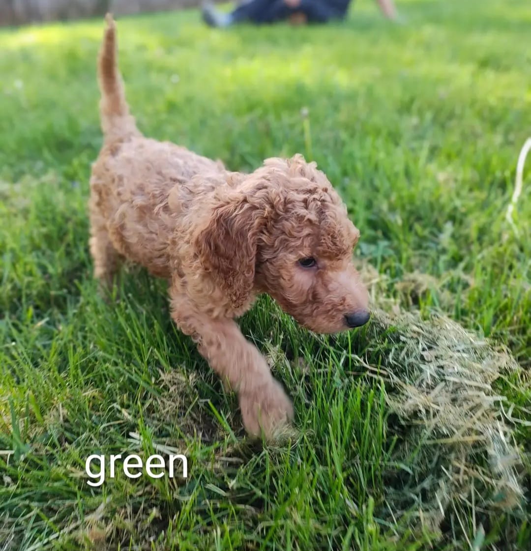 green – Goldendoodle puppy for sale in Knoxville, TN