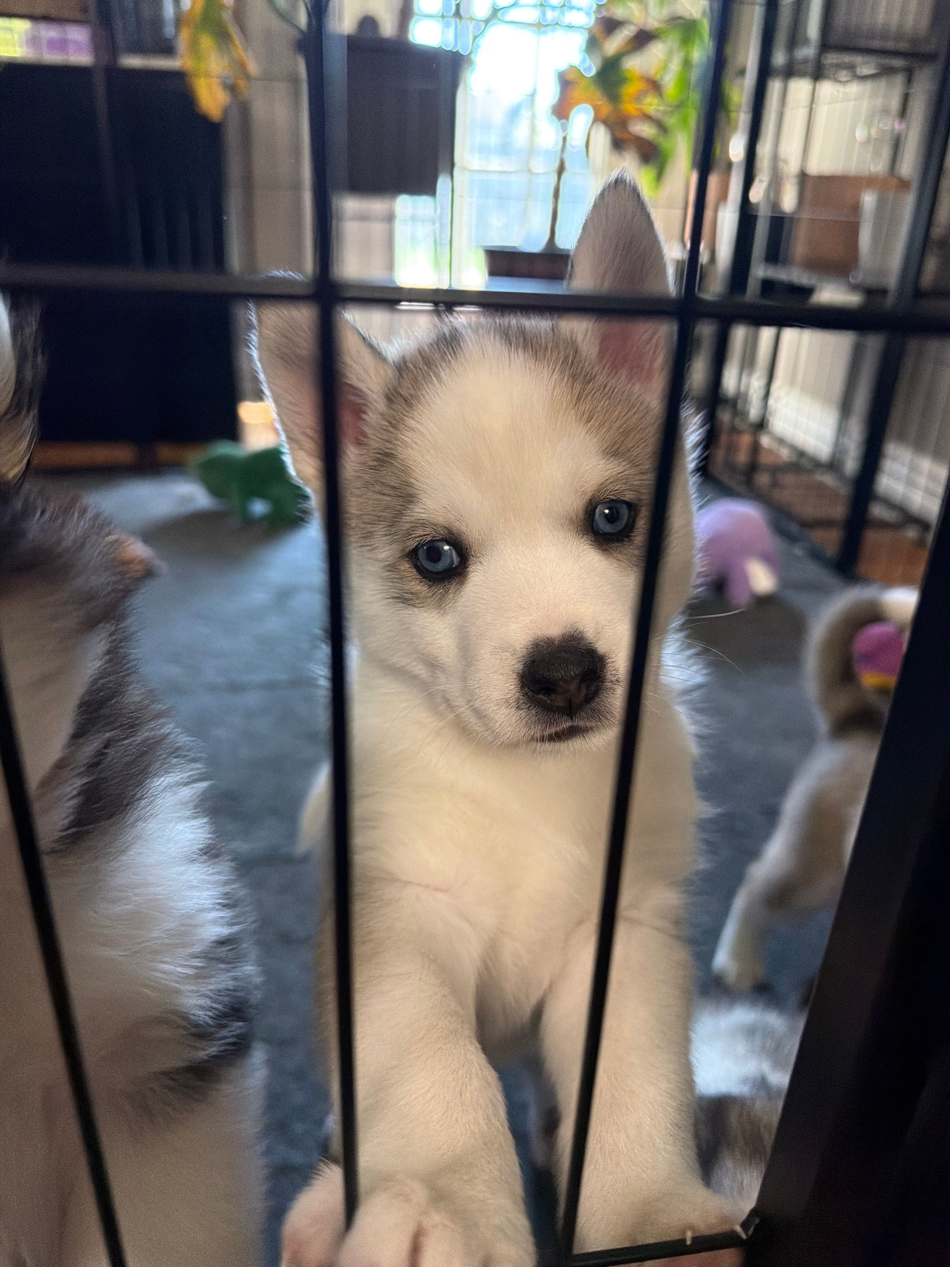 Valko  – Siberian Husky puppy for sale in Belding, MI