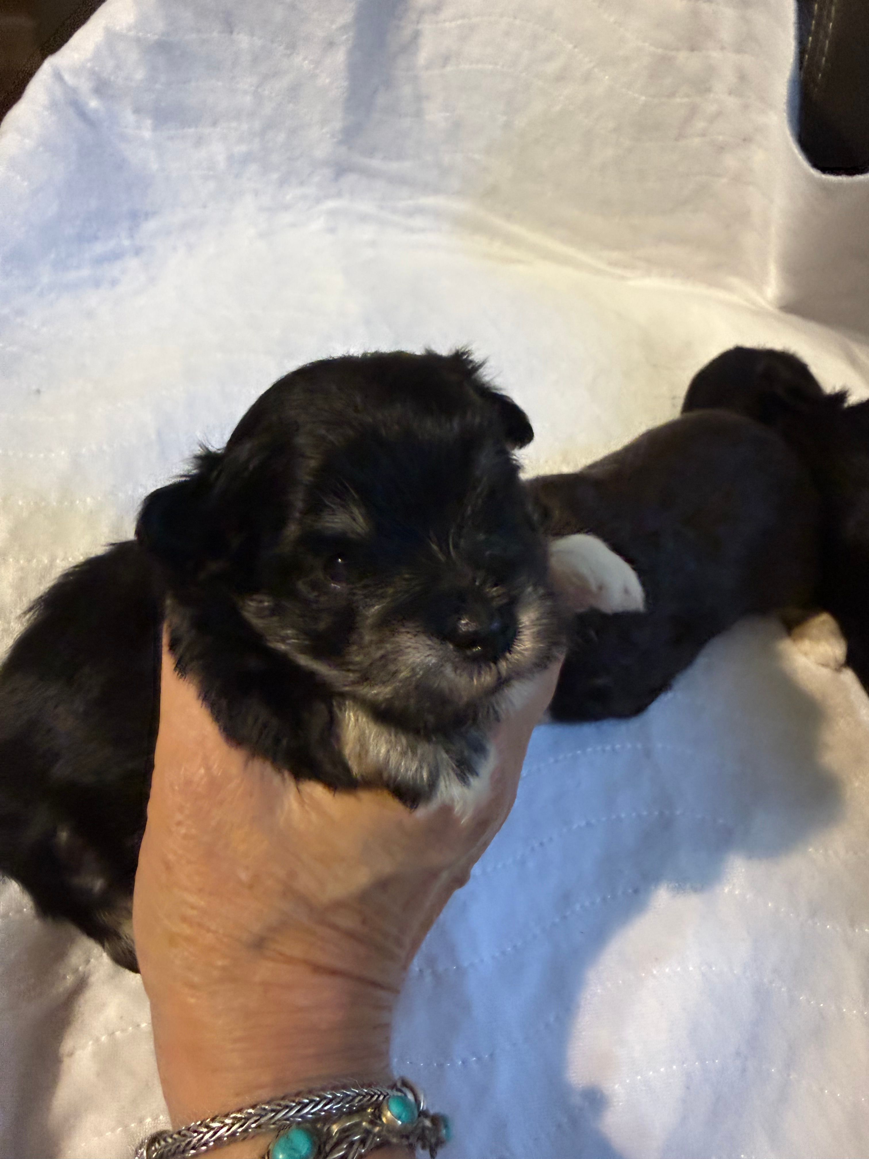 smalltoyBanjo – Miniature Schnauzer puppy for sale in Canton, GA