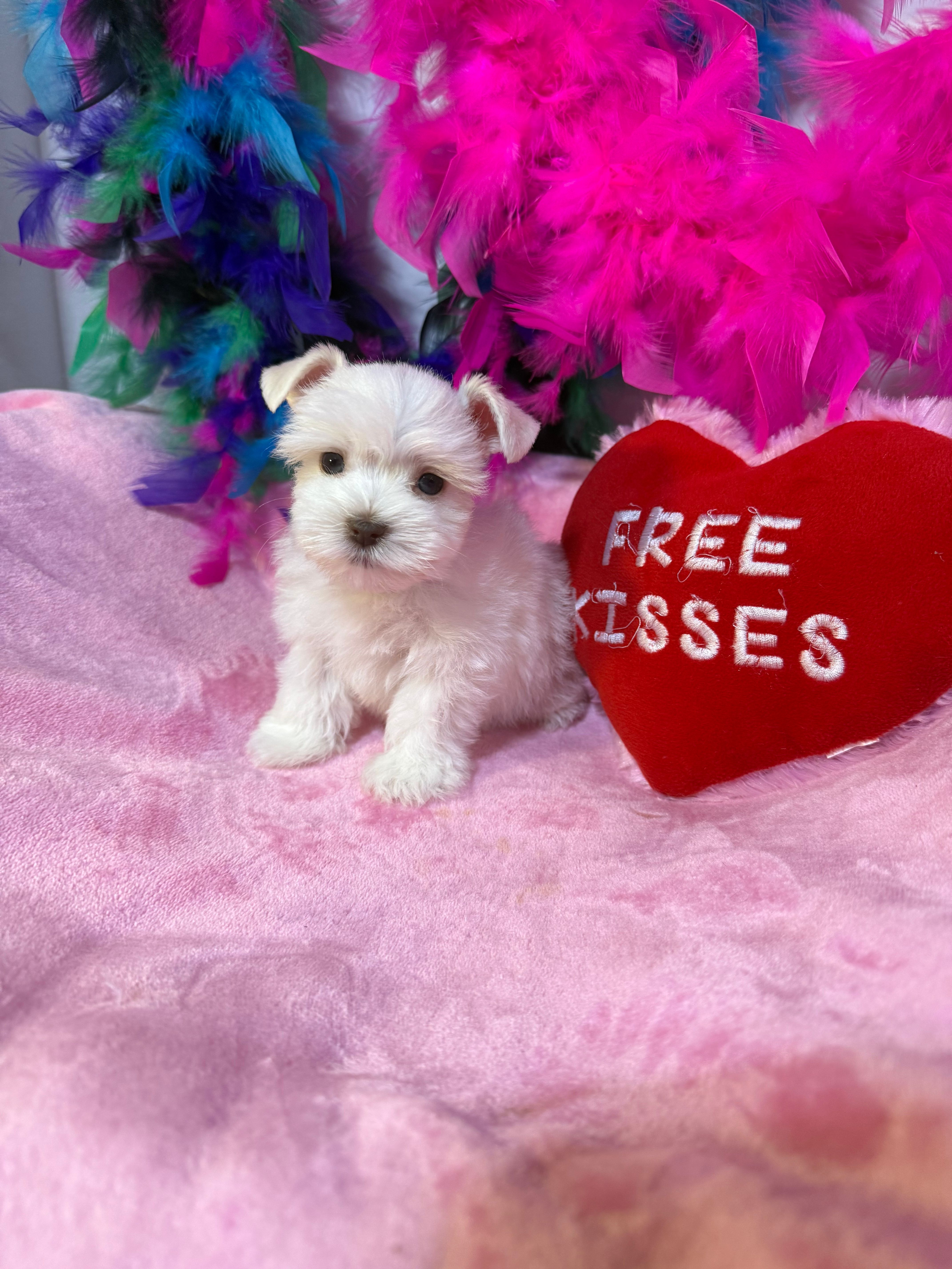 tcup/toy shelly – Miniature Schnauzer puppy for sale in Canton, GA