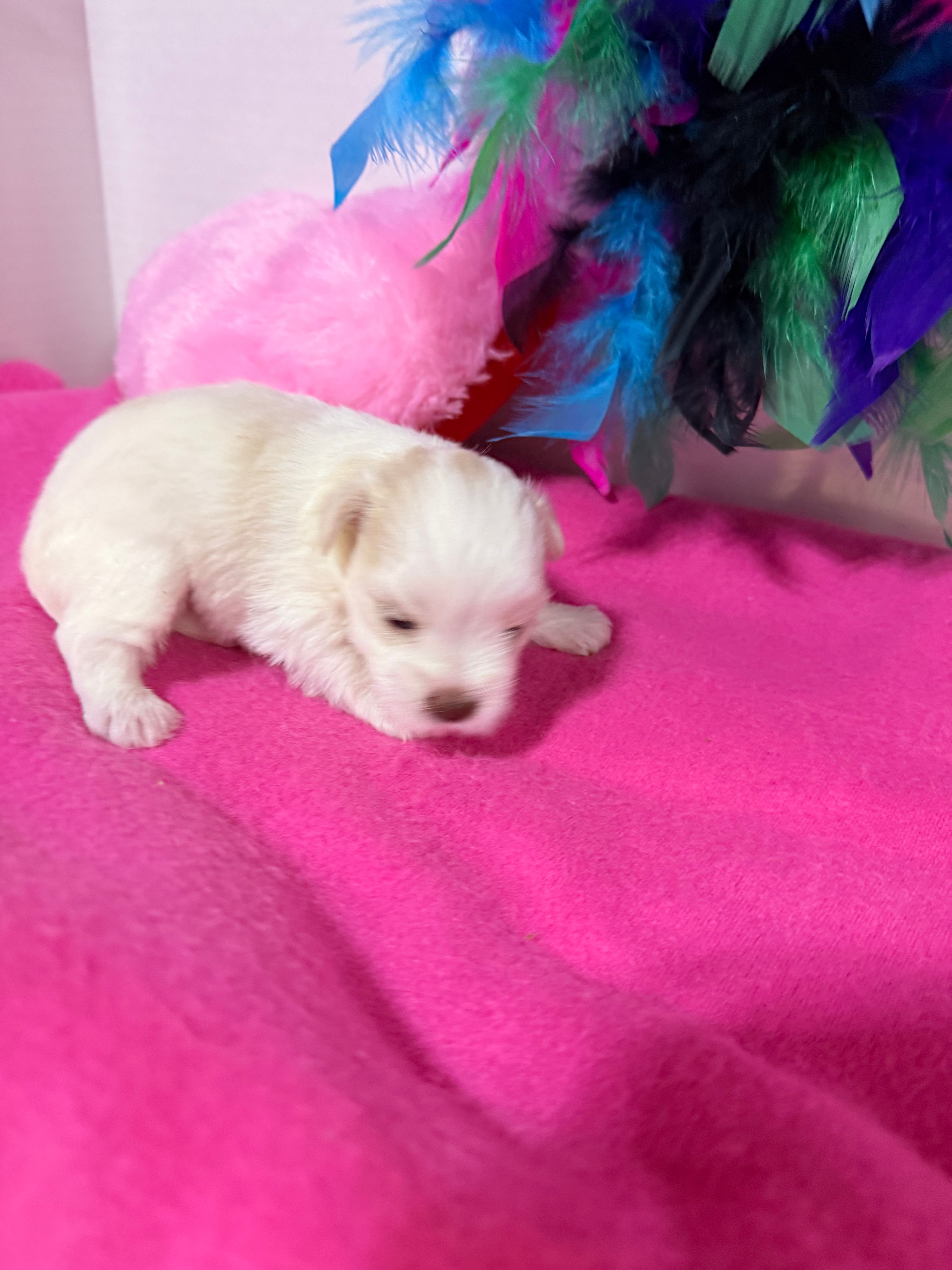 tcup/toy shelly – Miniature Schnauzer puppy for sale in Canton, GA