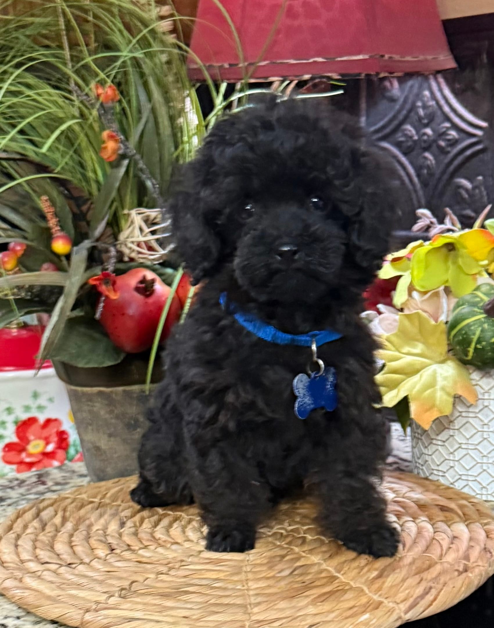 Black Jack  – Poodle - Toy  puppy for sale in Grayson, LA