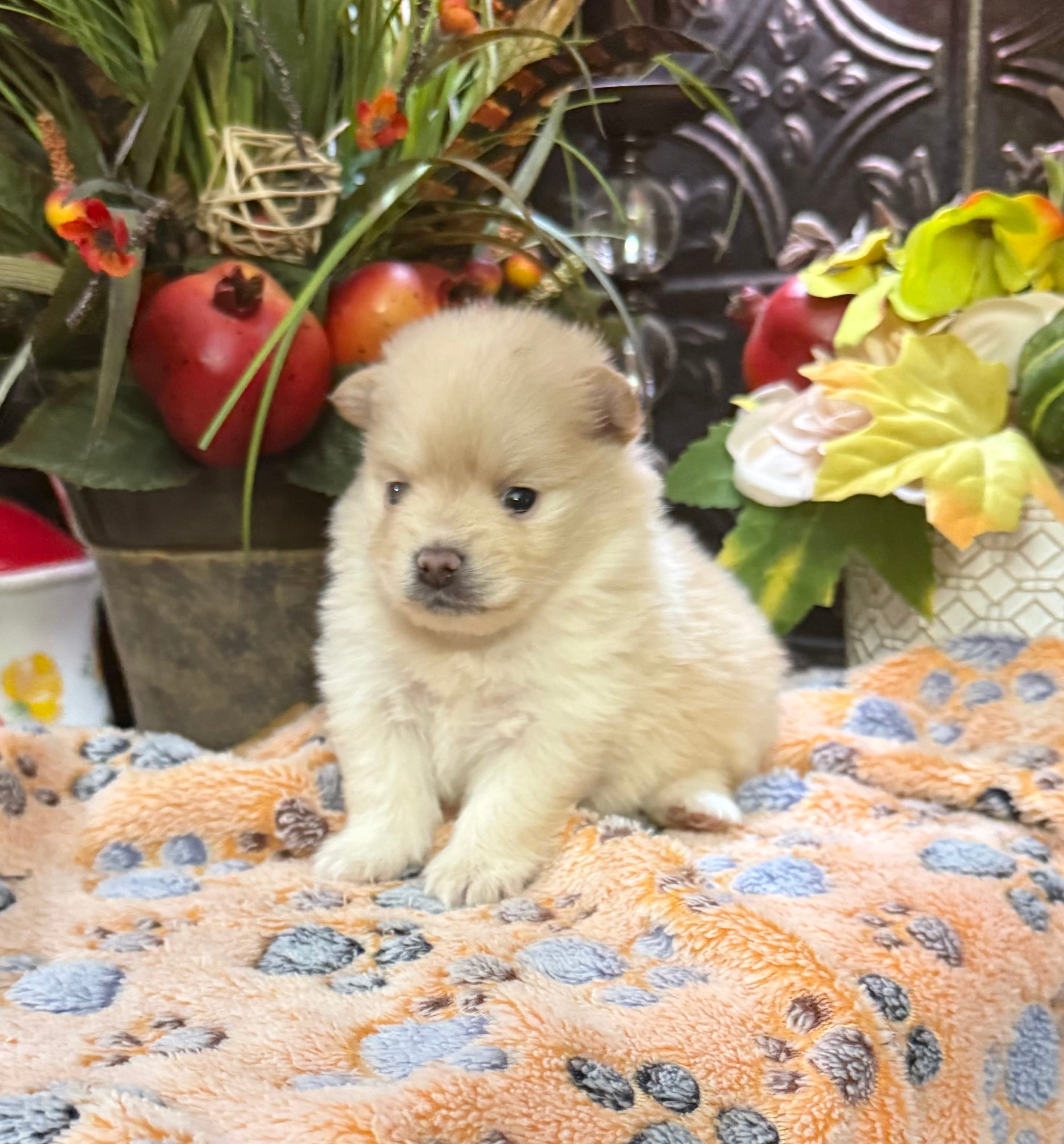 Sullivan – Pomeranian puppy for sale in Grayson, LA