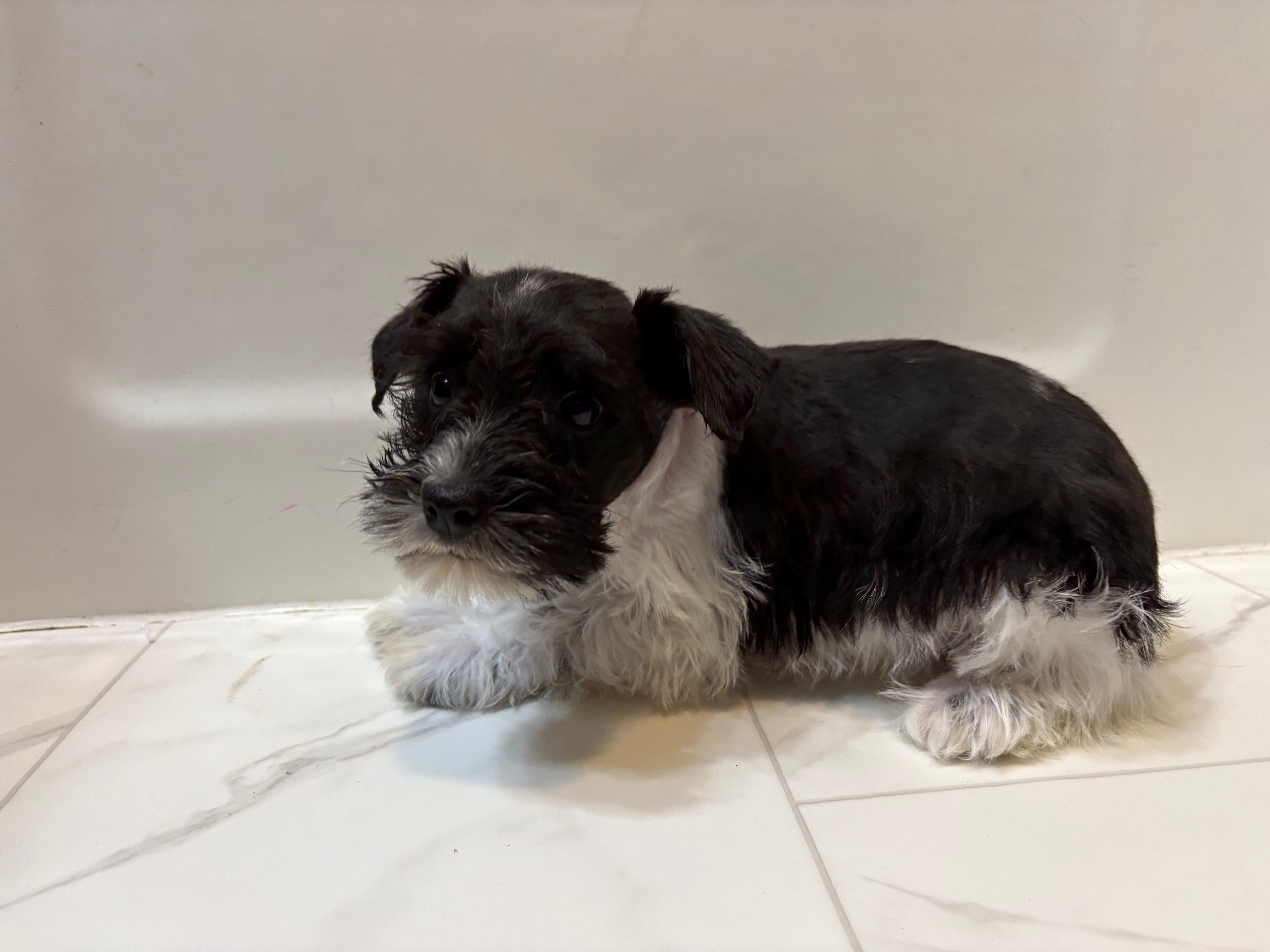 Archer – Miniature Schnauzer puppy for sale in Adrian, MO