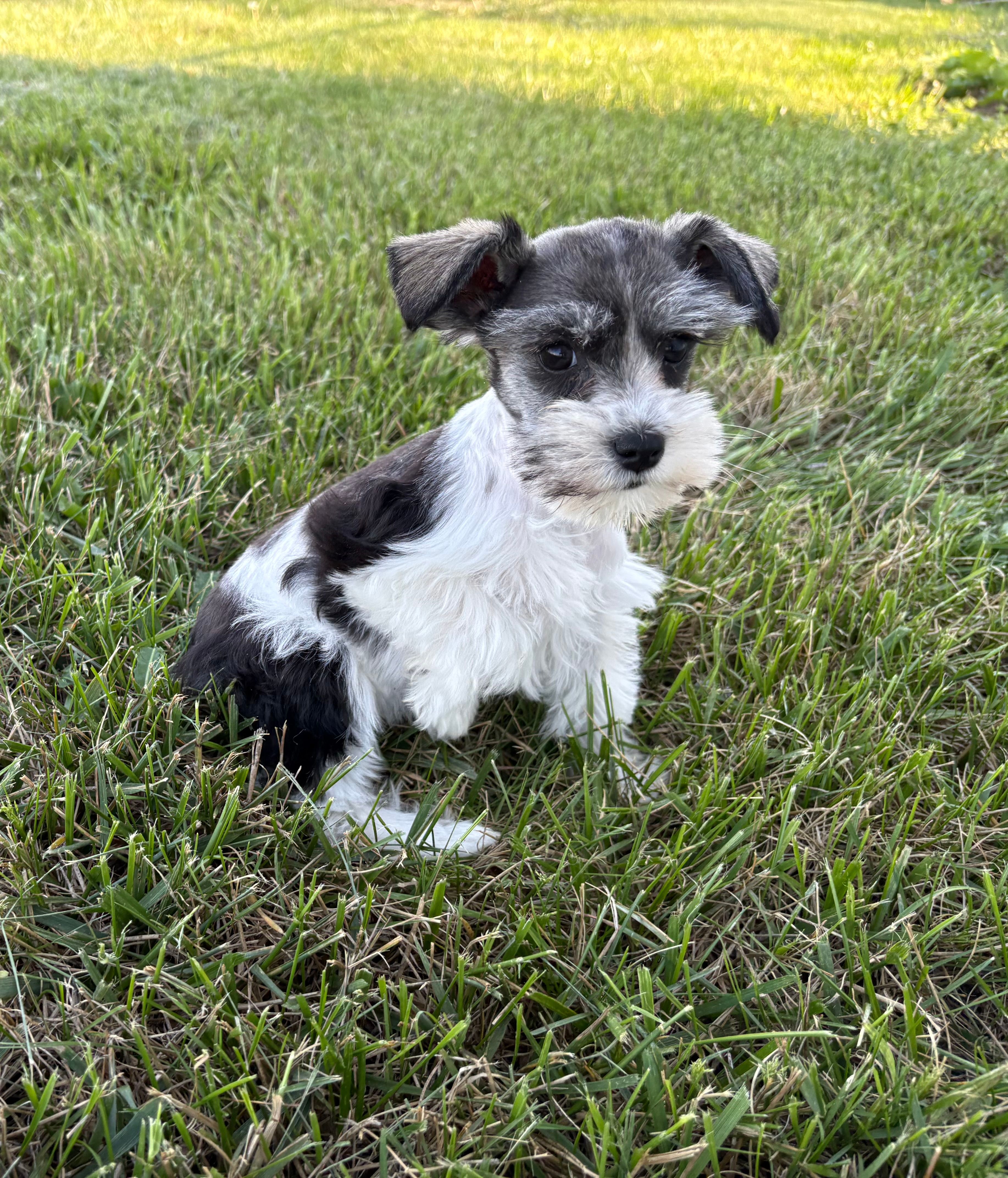 Wonder – Miniature Schnauzer puppy for sale in Adrian, MO