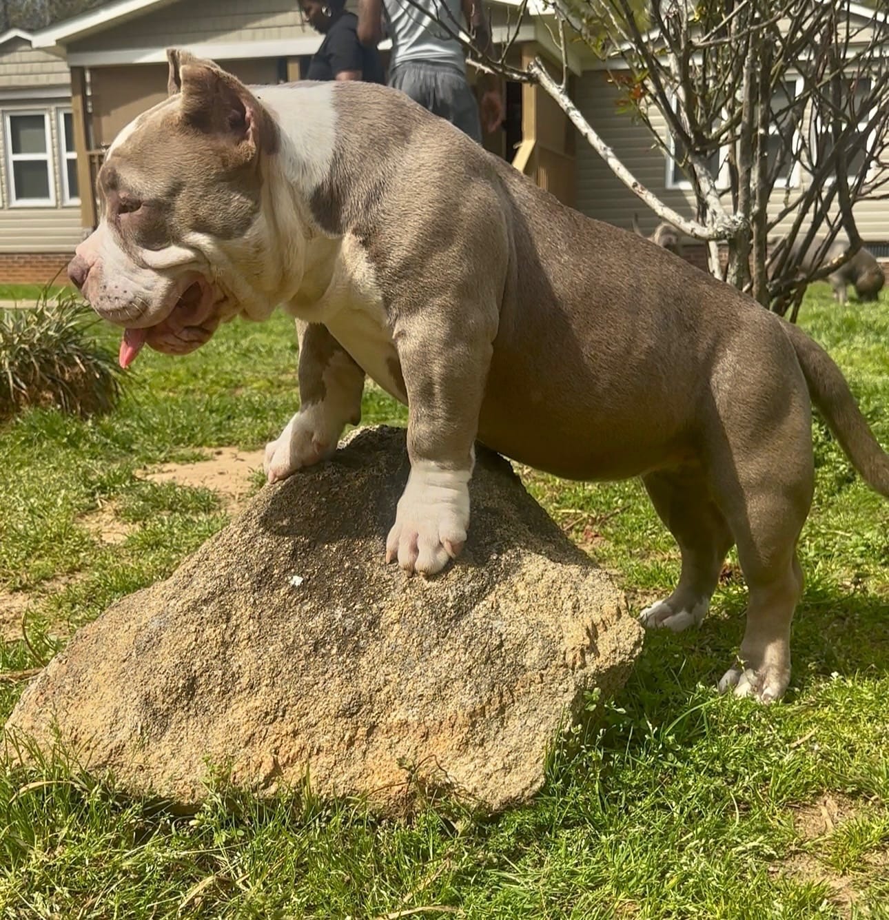 Armani – American Bully puppy for sale in Greenville, SC