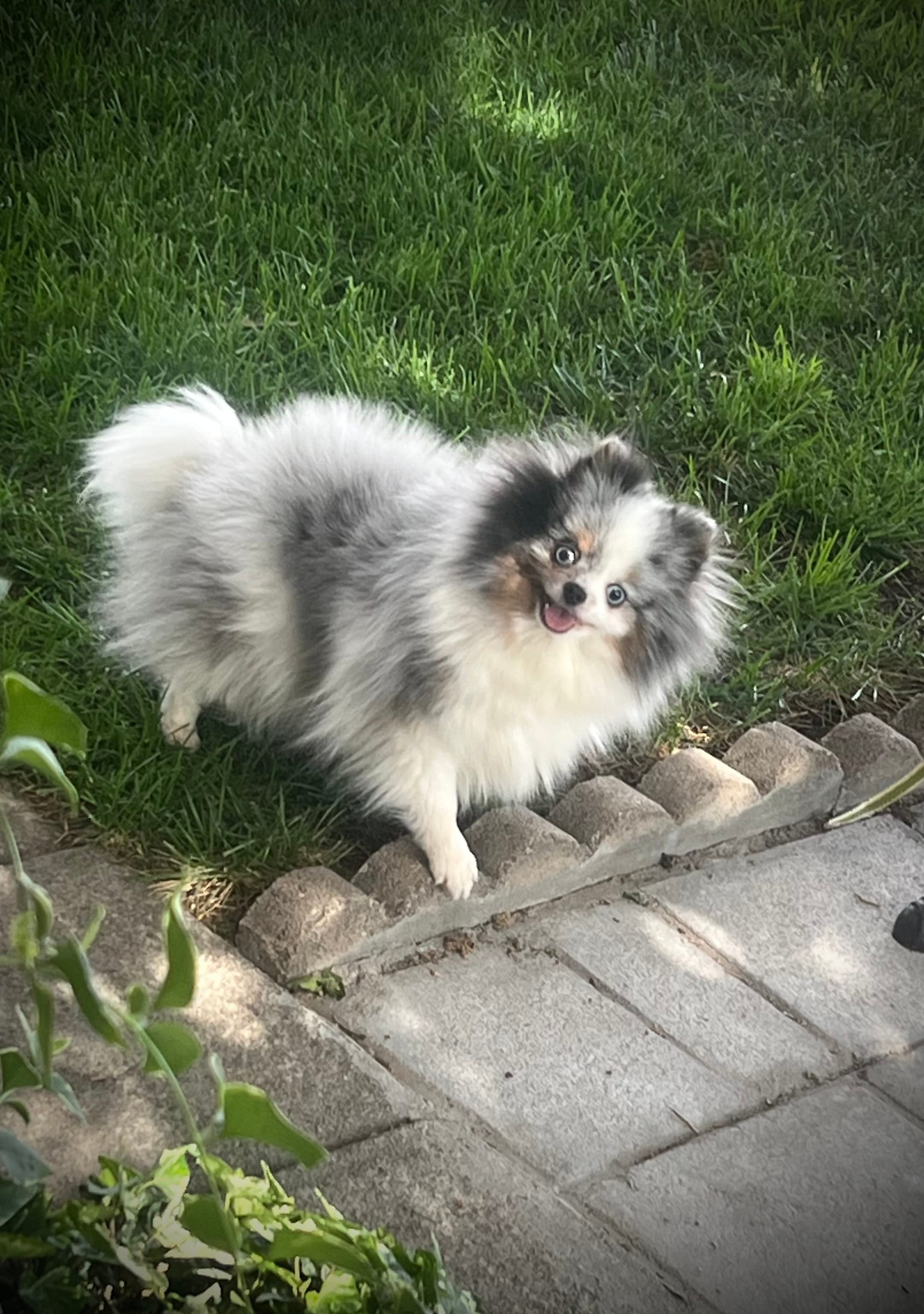 Darla  – Pomeranian puppy for sale in Hesperia, CA