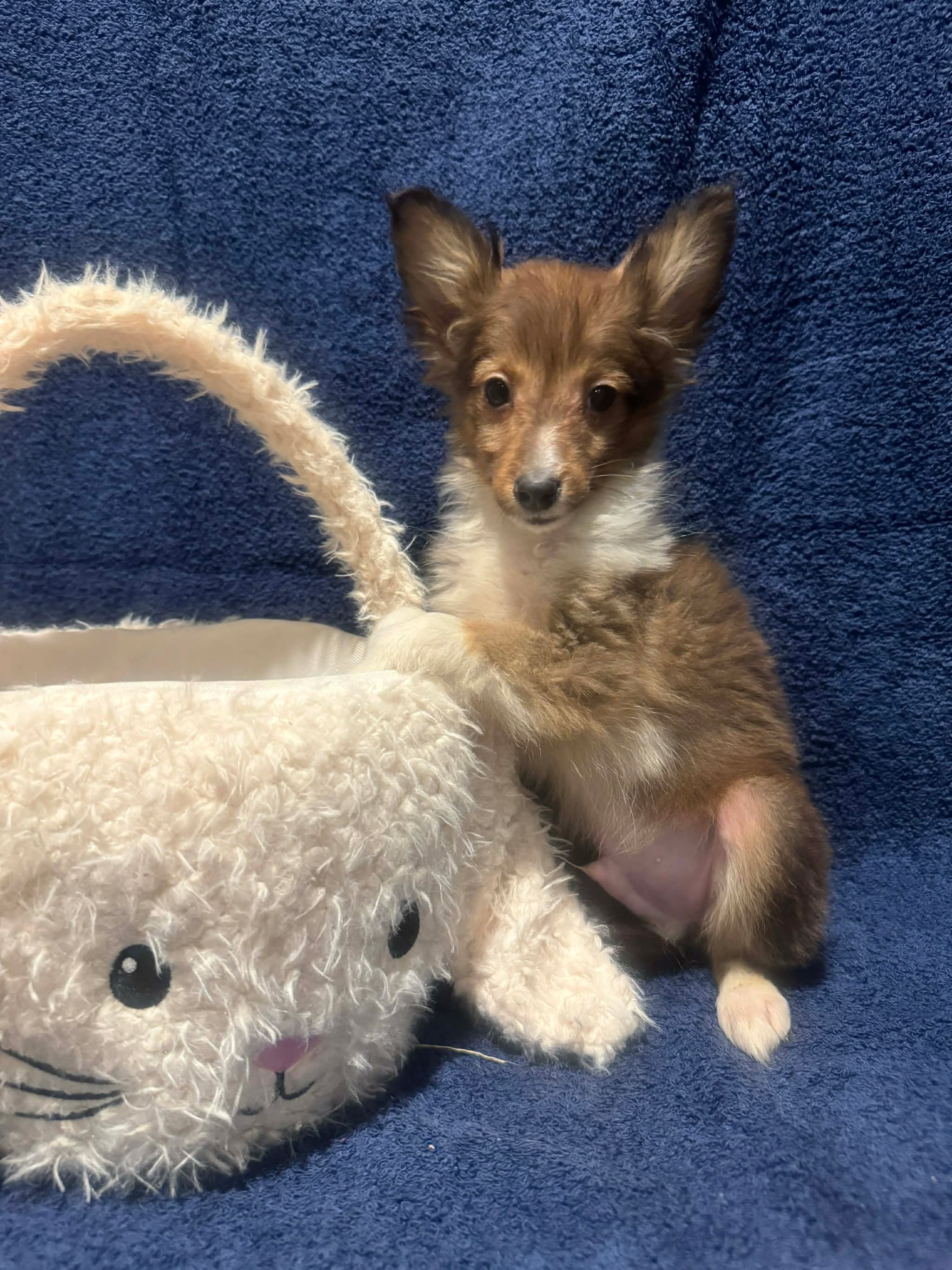 AKC sable boy – Shetland Sheepdog puppy for sale in Edgewood, NM