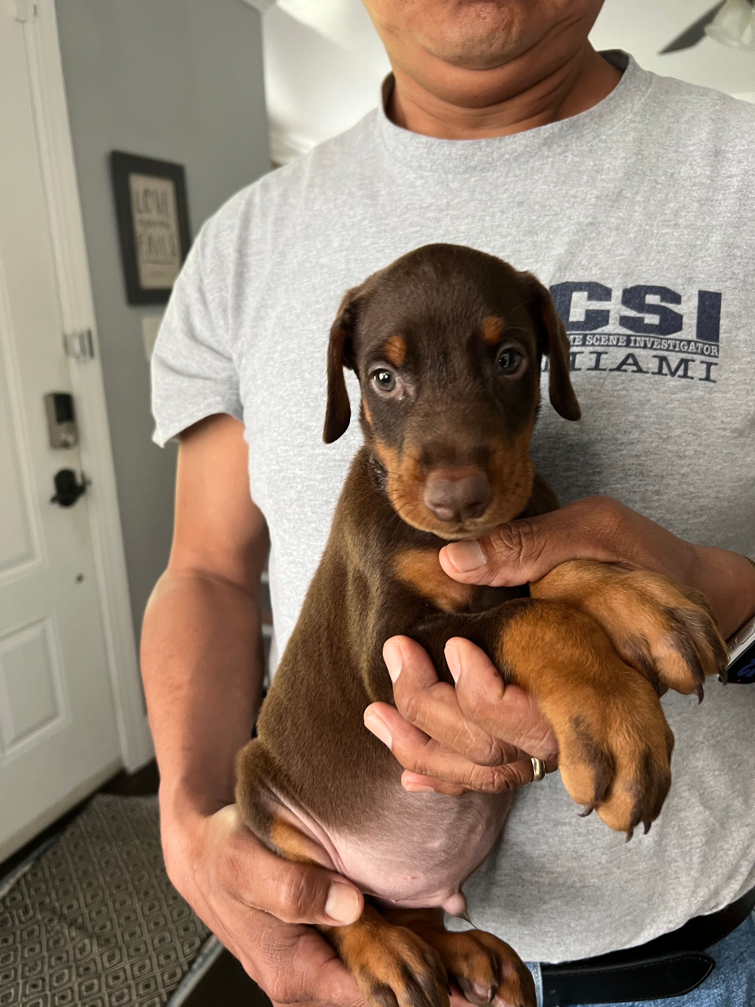 Collar light green – Doberman Pinscher puppy for sale in Tupelo, MS