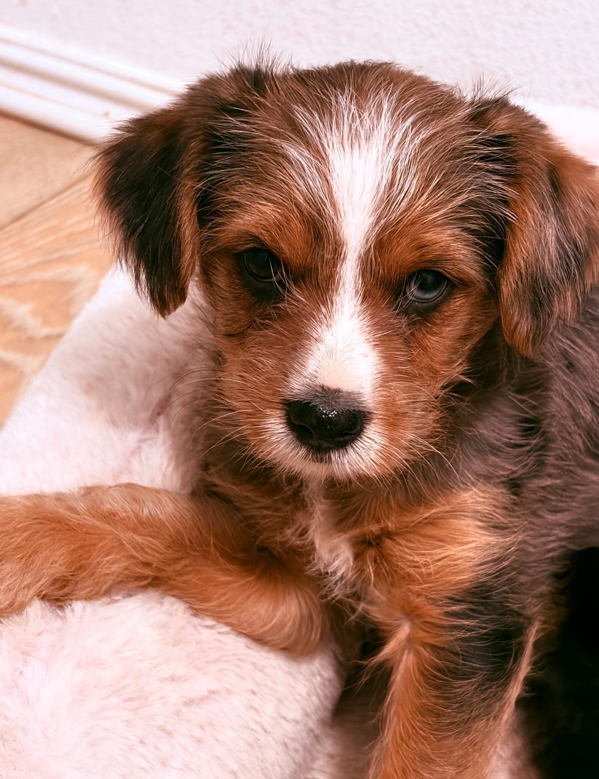 Caramel  – Yorkshire Terrier puppy for sale in Apple Valley, CA