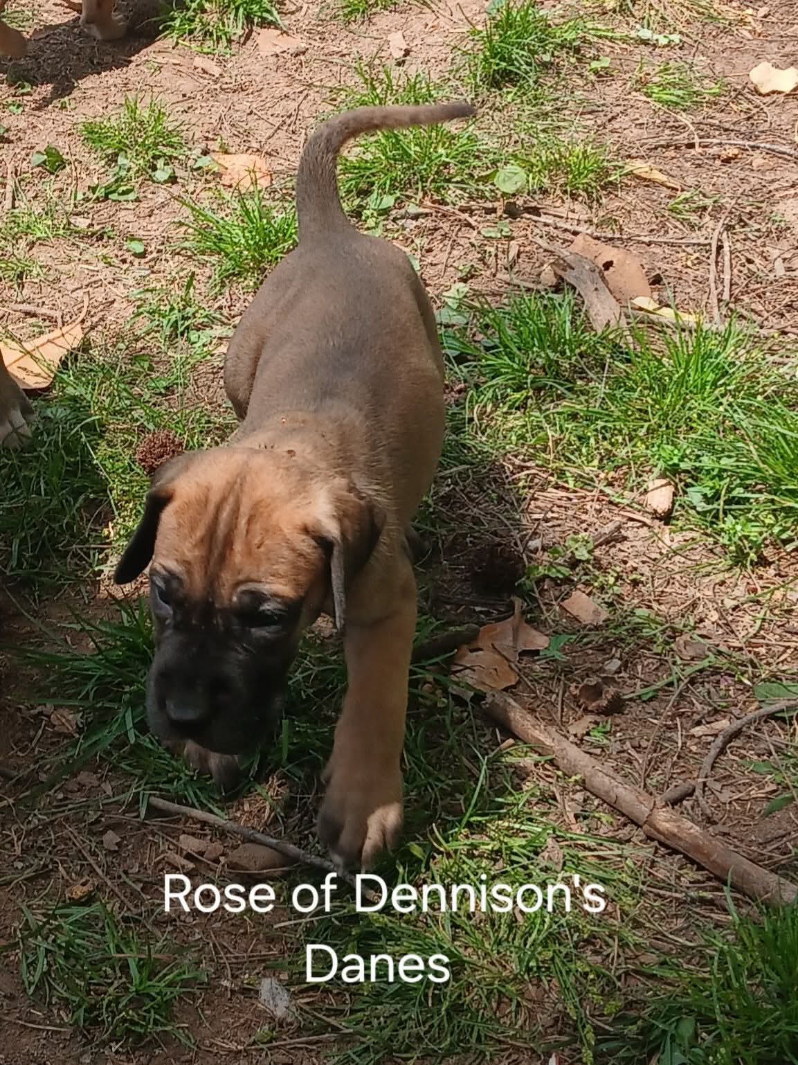 Rose – Great Dane puppy for sale in Springfield, MO