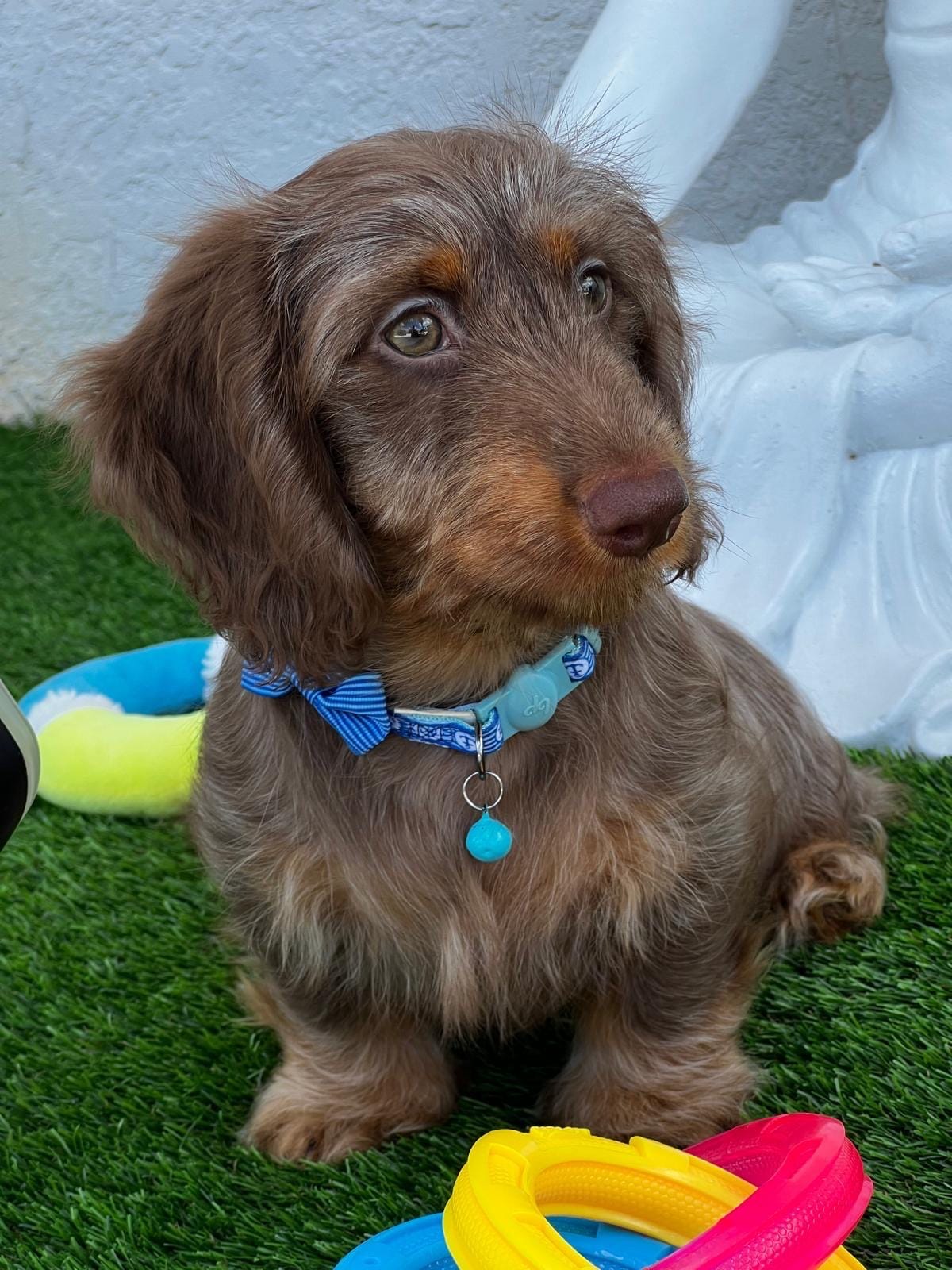 Tito – Dachshund puppy for sale in Homestead, FL