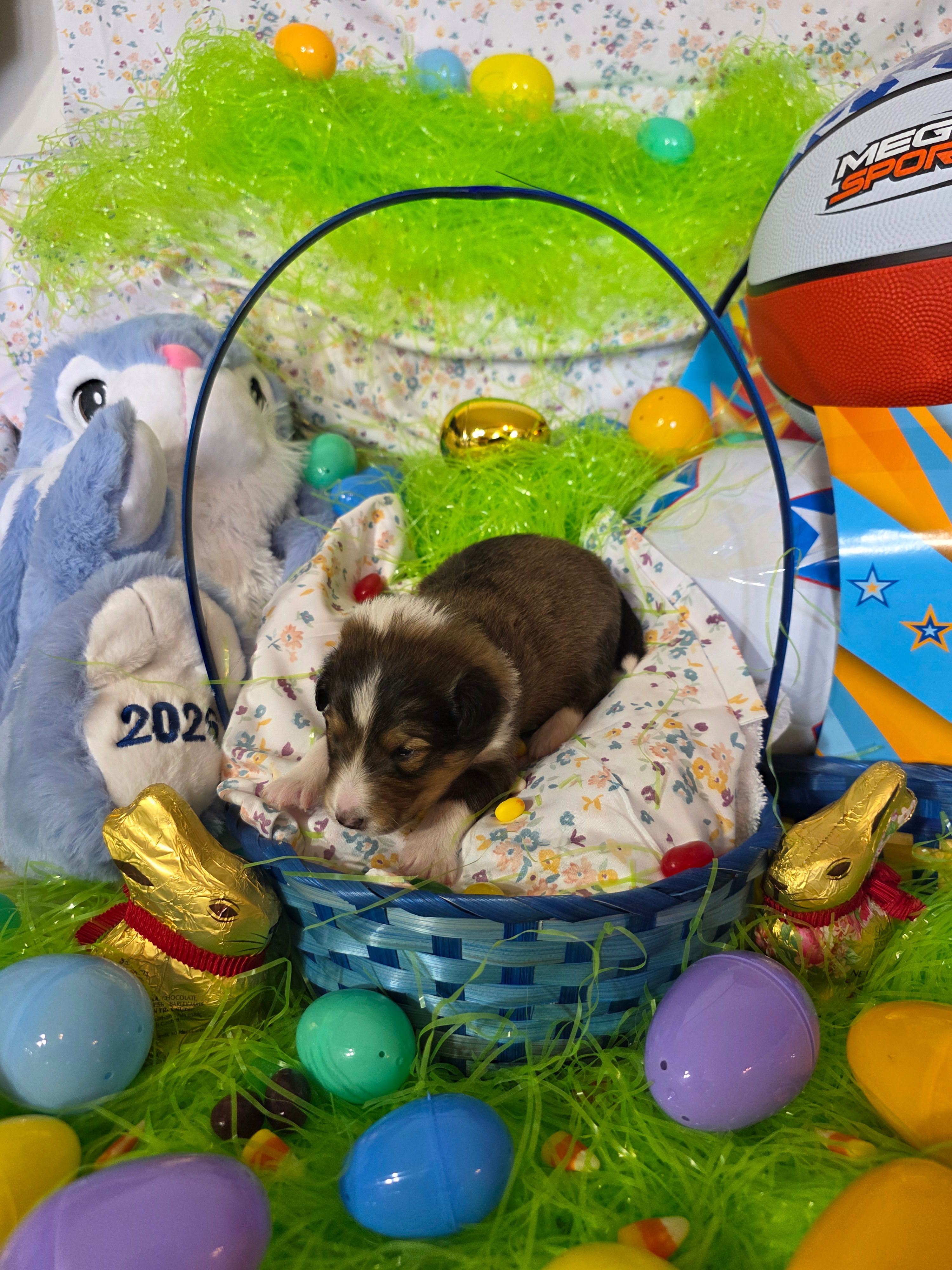 Toonie – Shetland Sheepdog puppy for sale in Winston-Salem, NC