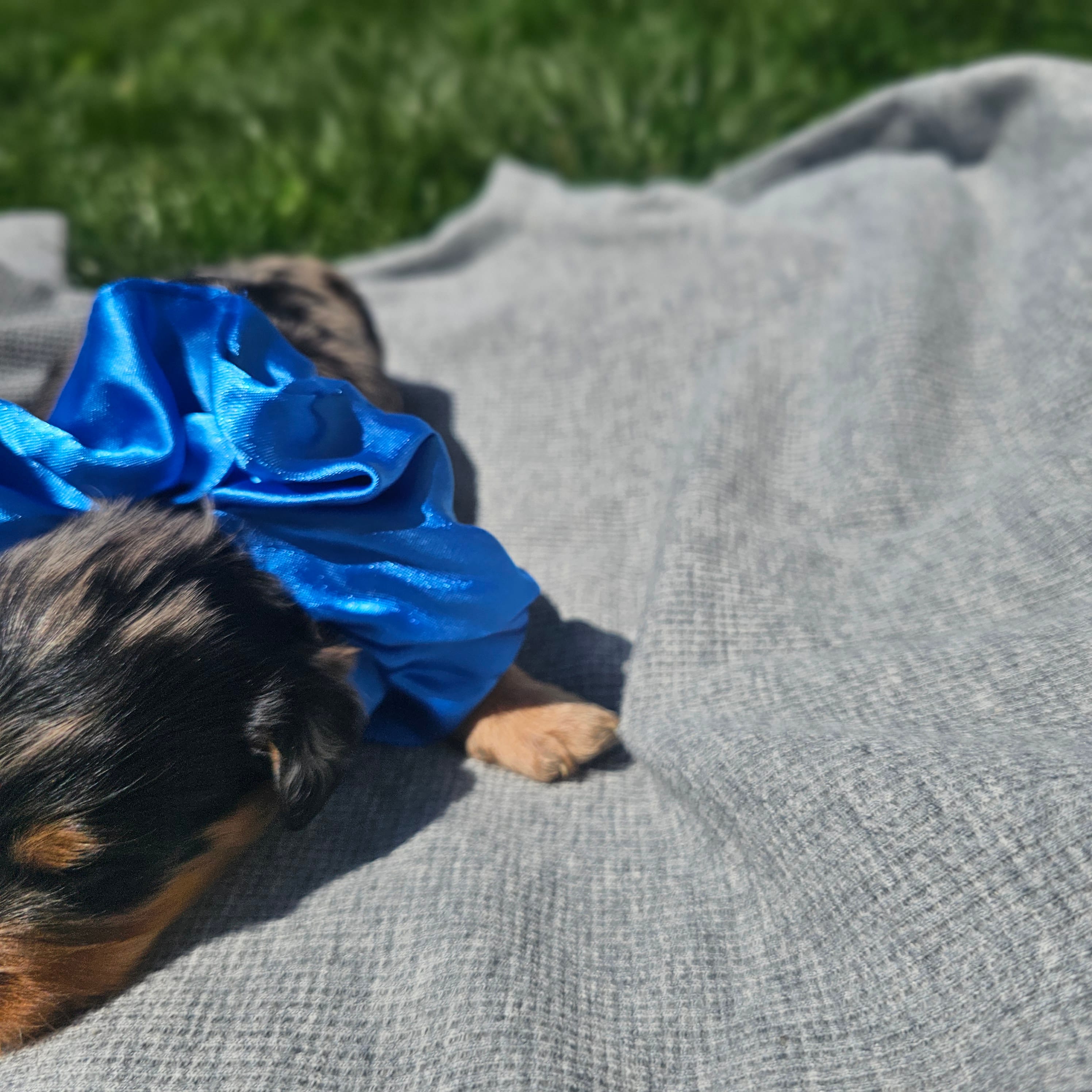Sparkler  – Cavapoo puppy for sale in Decatur, IL