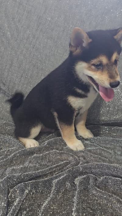 Blake, a male Shiba Inu for sale in Decatur, IL – 2 of 3