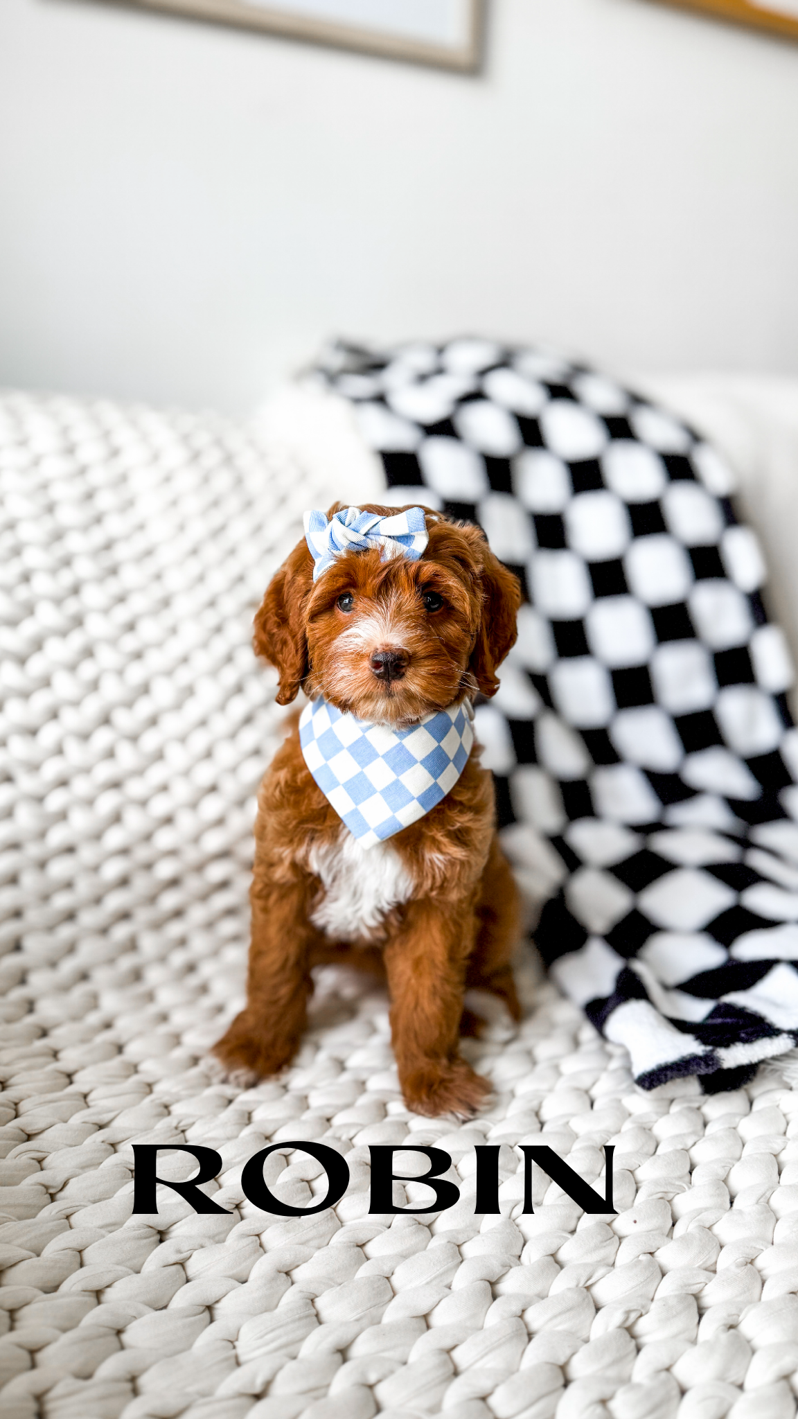 Robin – Miniature Goldendoodle puppy for sale in Grantsville, UT