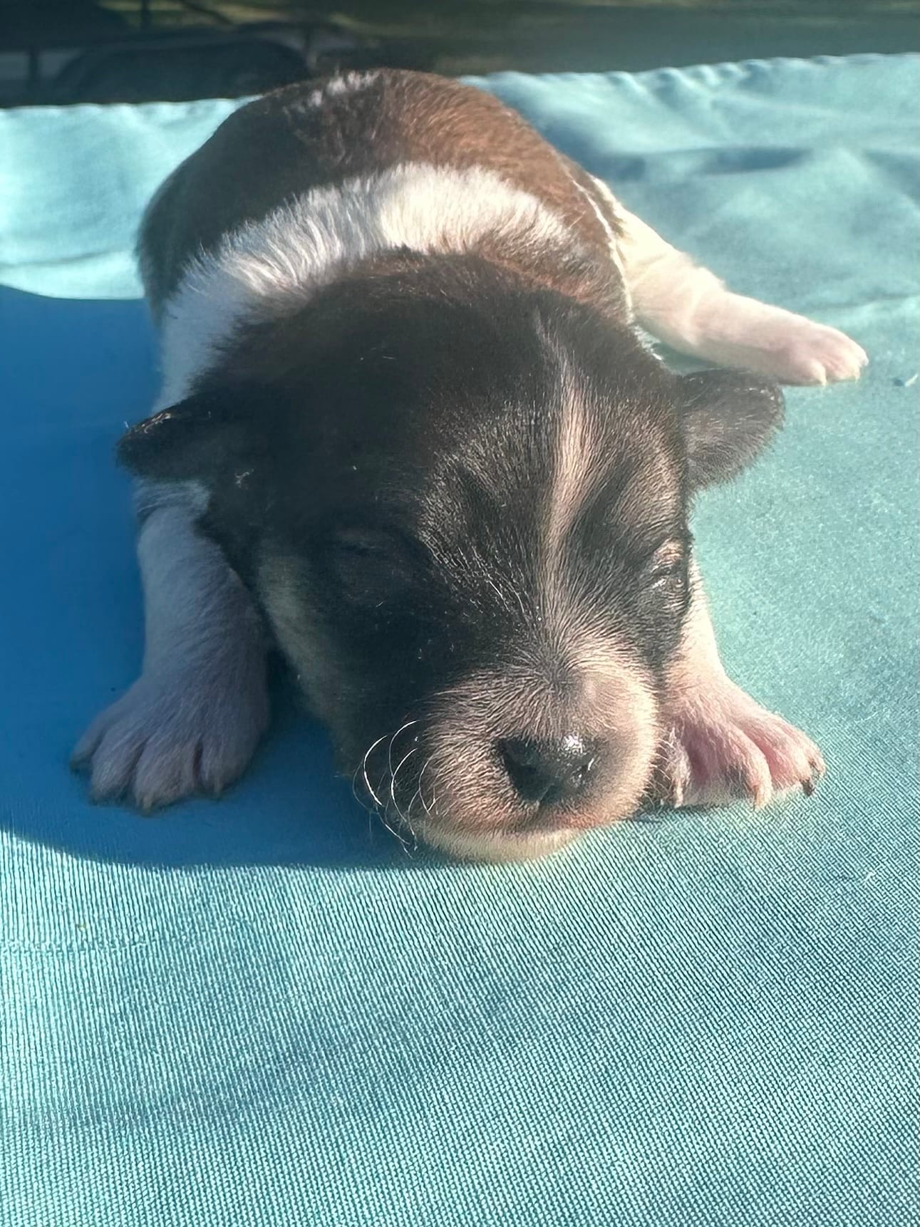 Purple – Maltipoo puppy for sale in Pisgah, AL