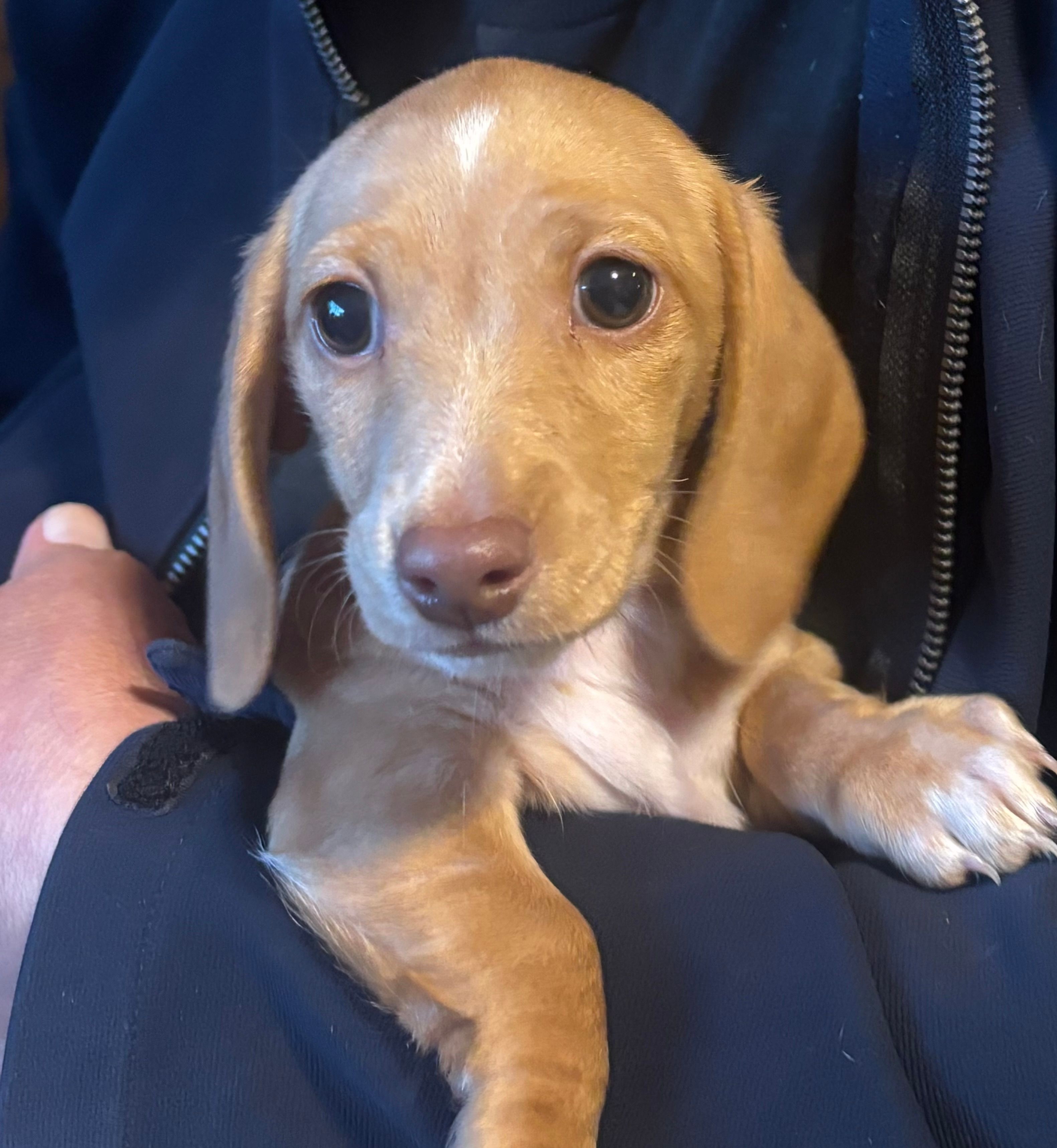 AKC Goldie – Miniature Dachshund puppy for sale in Colorado Springs, CO