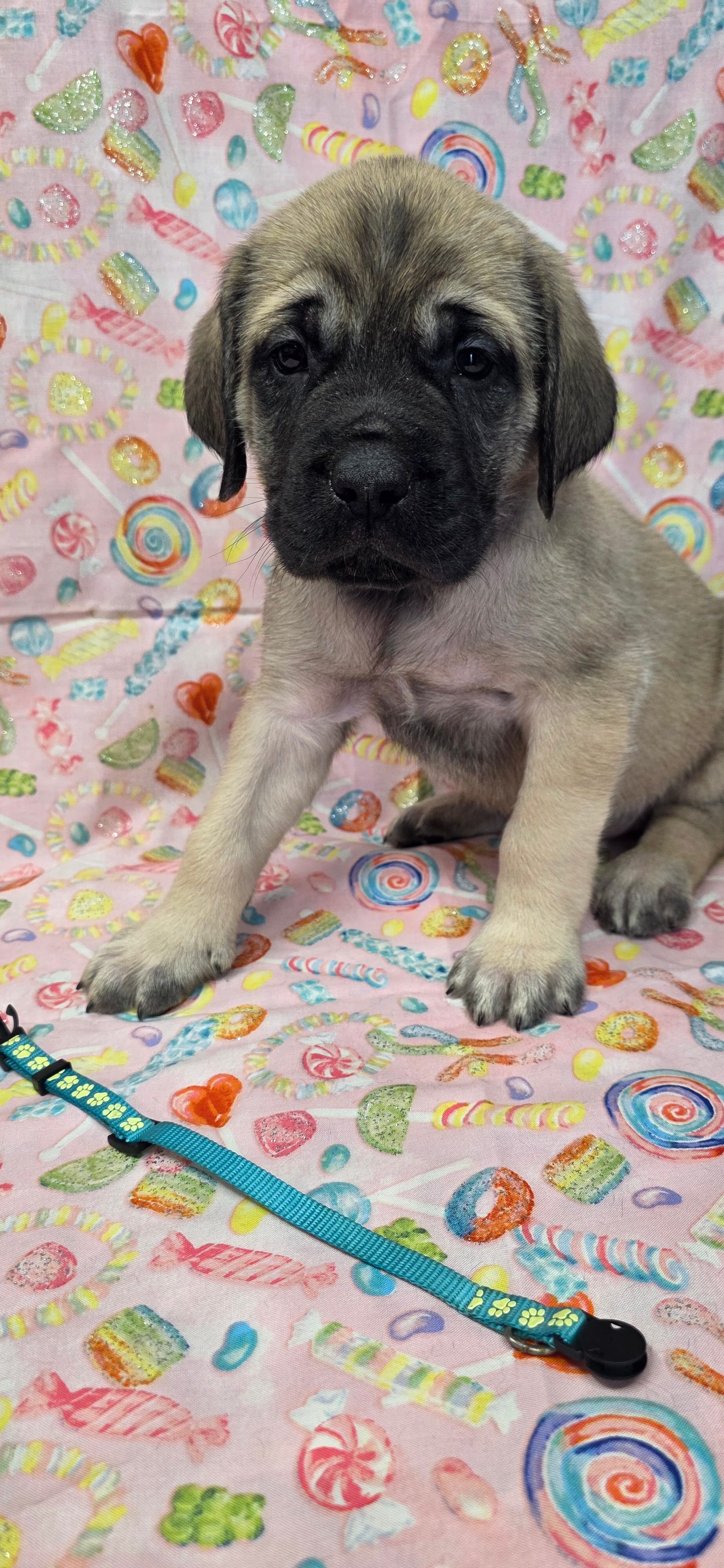 Light Blue – English Mastiff puppy for sale in West Salem, OH