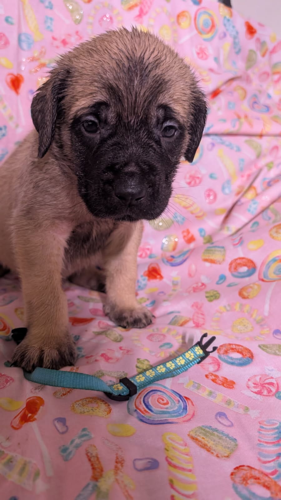 Light Blue – English Mastiff puppy for sale in West Salem, OH