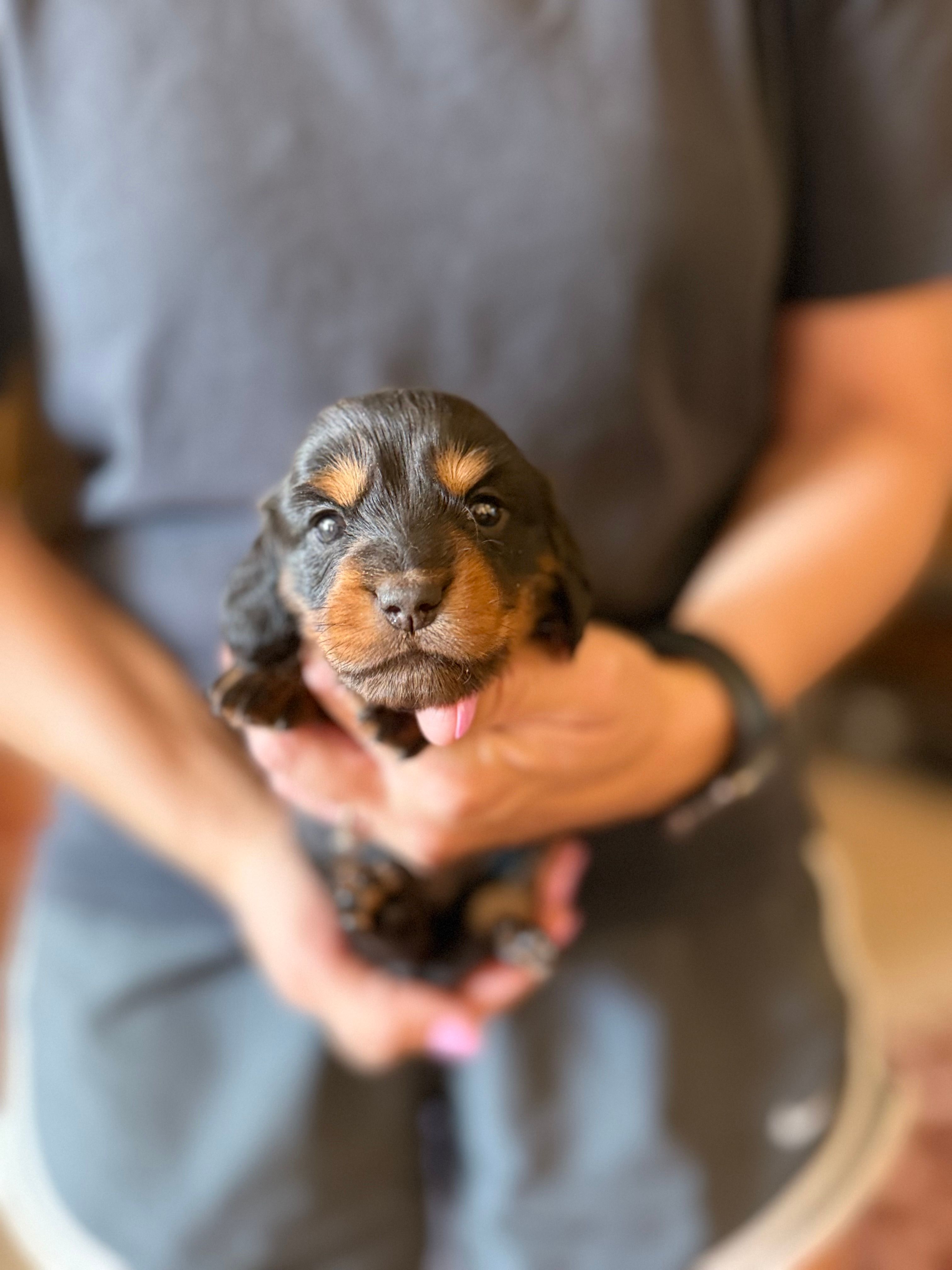 Nellie  – Miniature Dachshund puppy for sale in Chickasha, OK