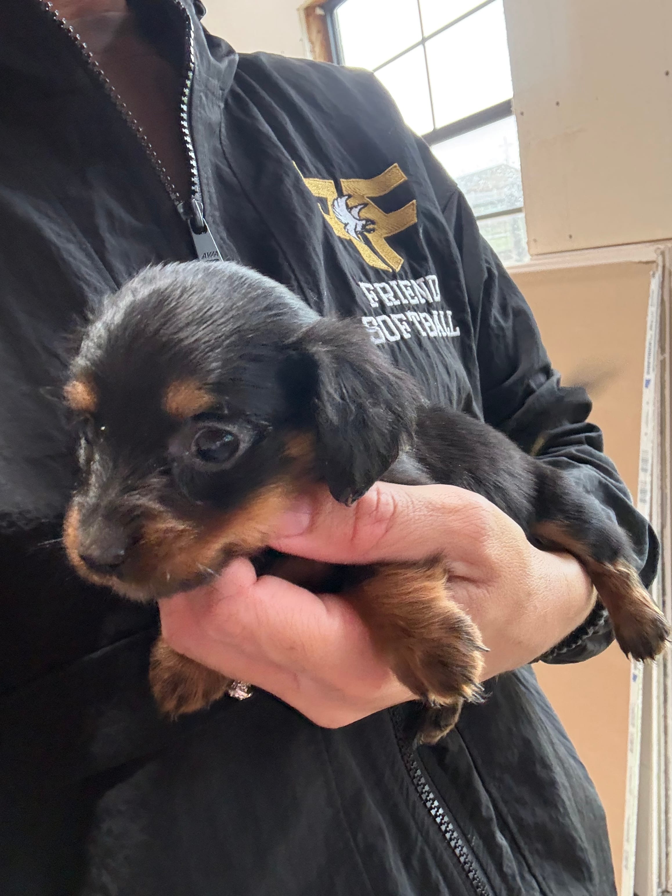 Daisy  – Miniature Dachshund puppy for sale in Chickasha, OK