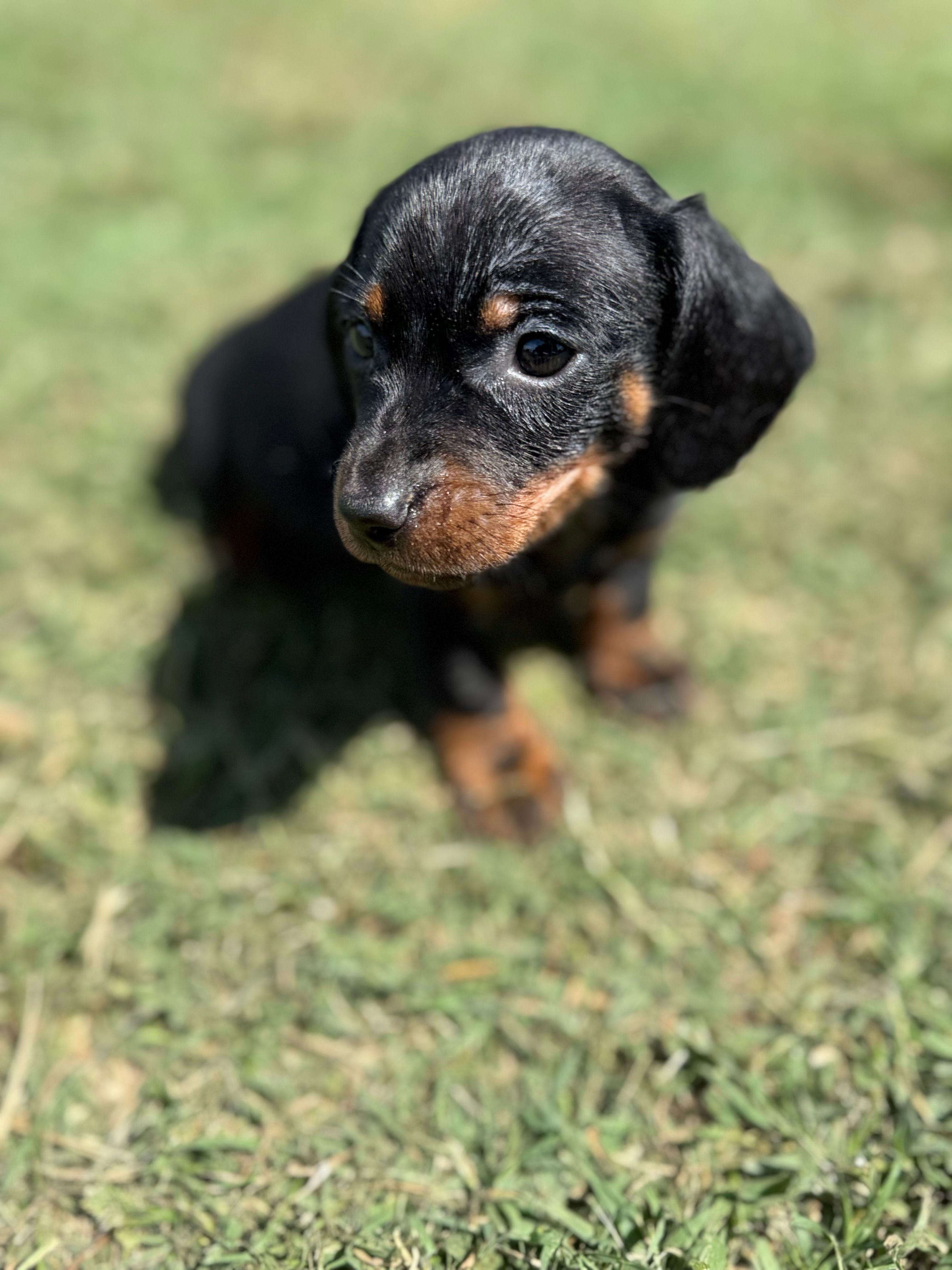Charlie  – Miniature Dachshund puppy for sale in Chickasha, OK