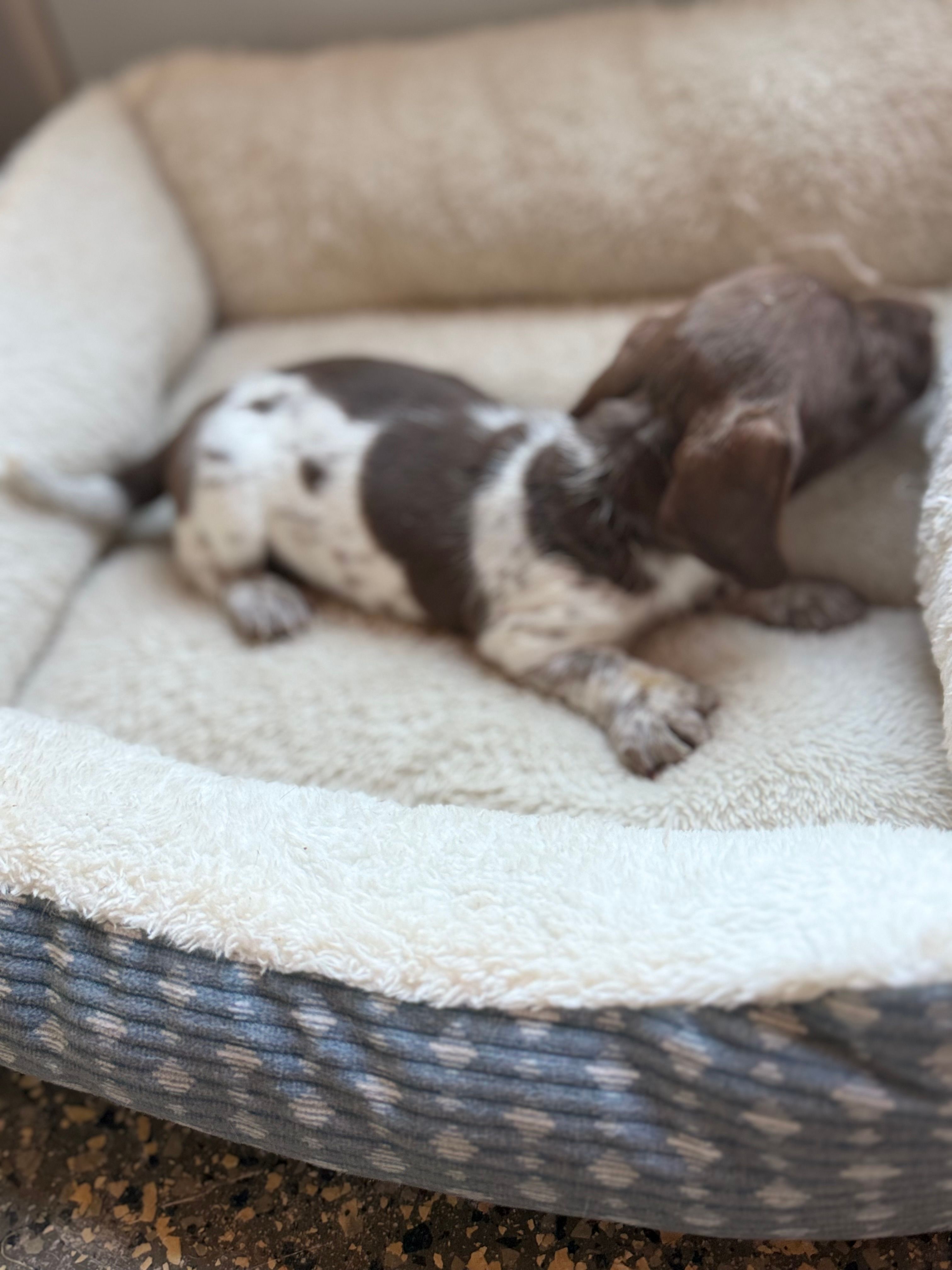 Goose  – Miniature Dachshund puppy for sale in Chickasha, OK