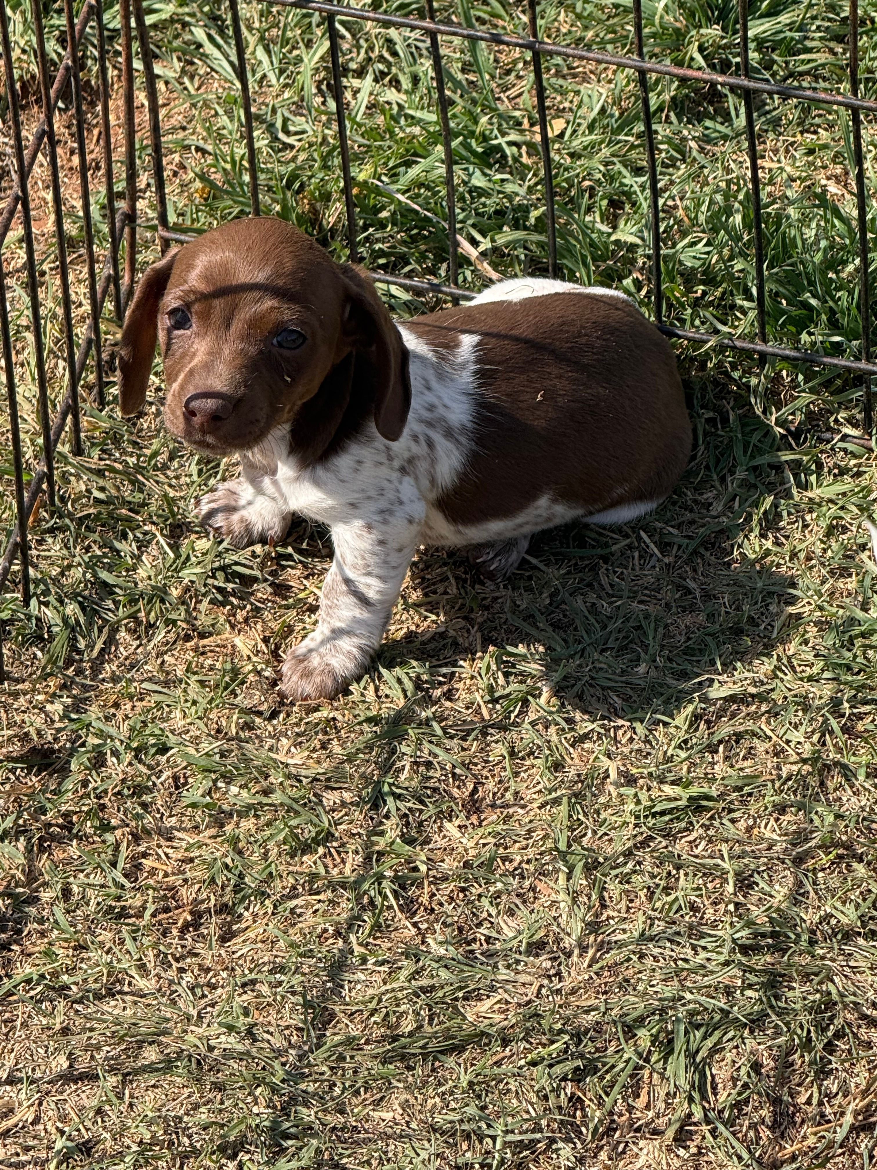 Goose  – Miniature Dachshund puppy for sale in Chickasha, OK