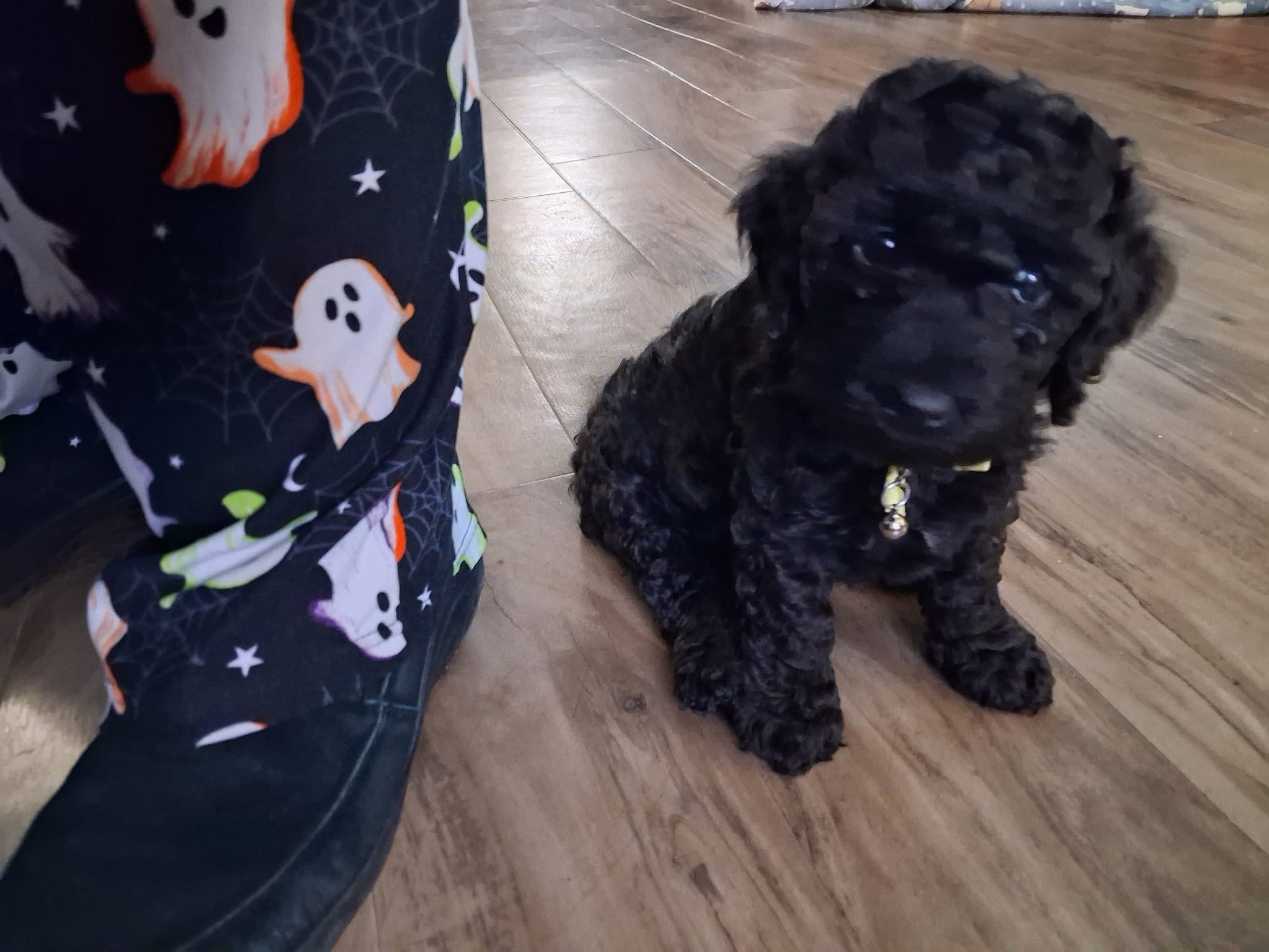 Yellow  – Cockapoo puppy for sale in Braham, MN