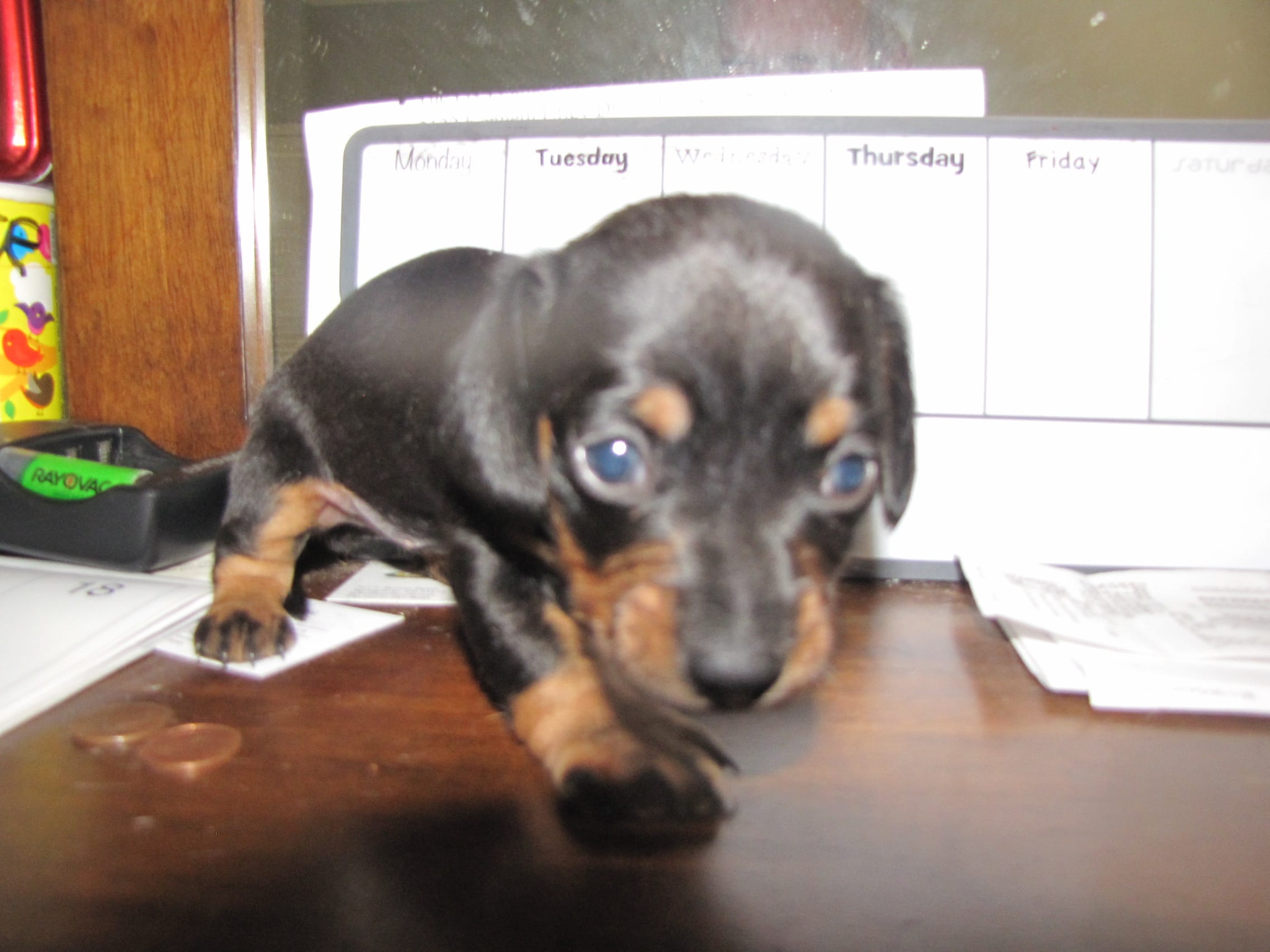 B & T BOY – Miniature Dachshund puppy for sale in Springfield, TN